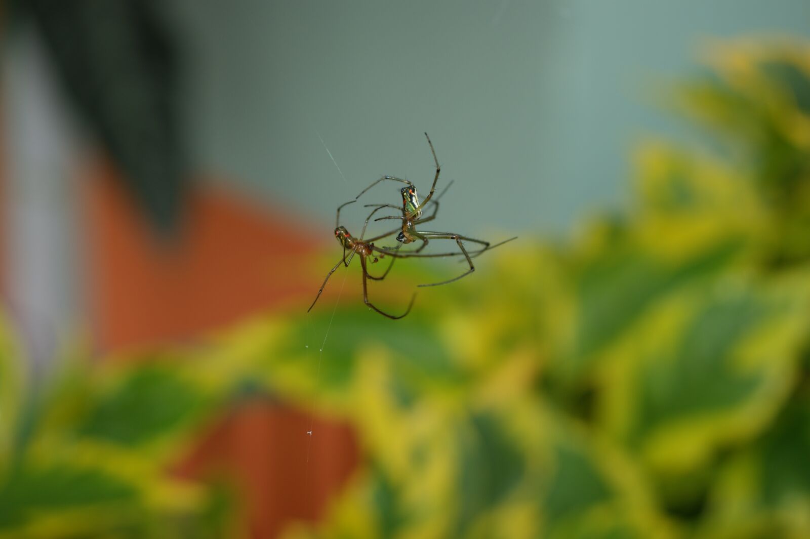 Sony Alpha DSLR-A390 sample photo. Nature, in, the photography