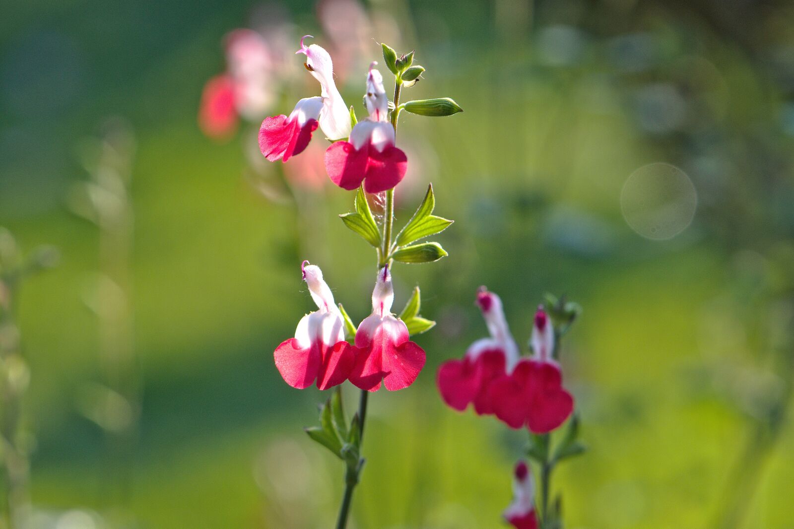 Nikon D5600 sample photo. Flowers, red, white photography