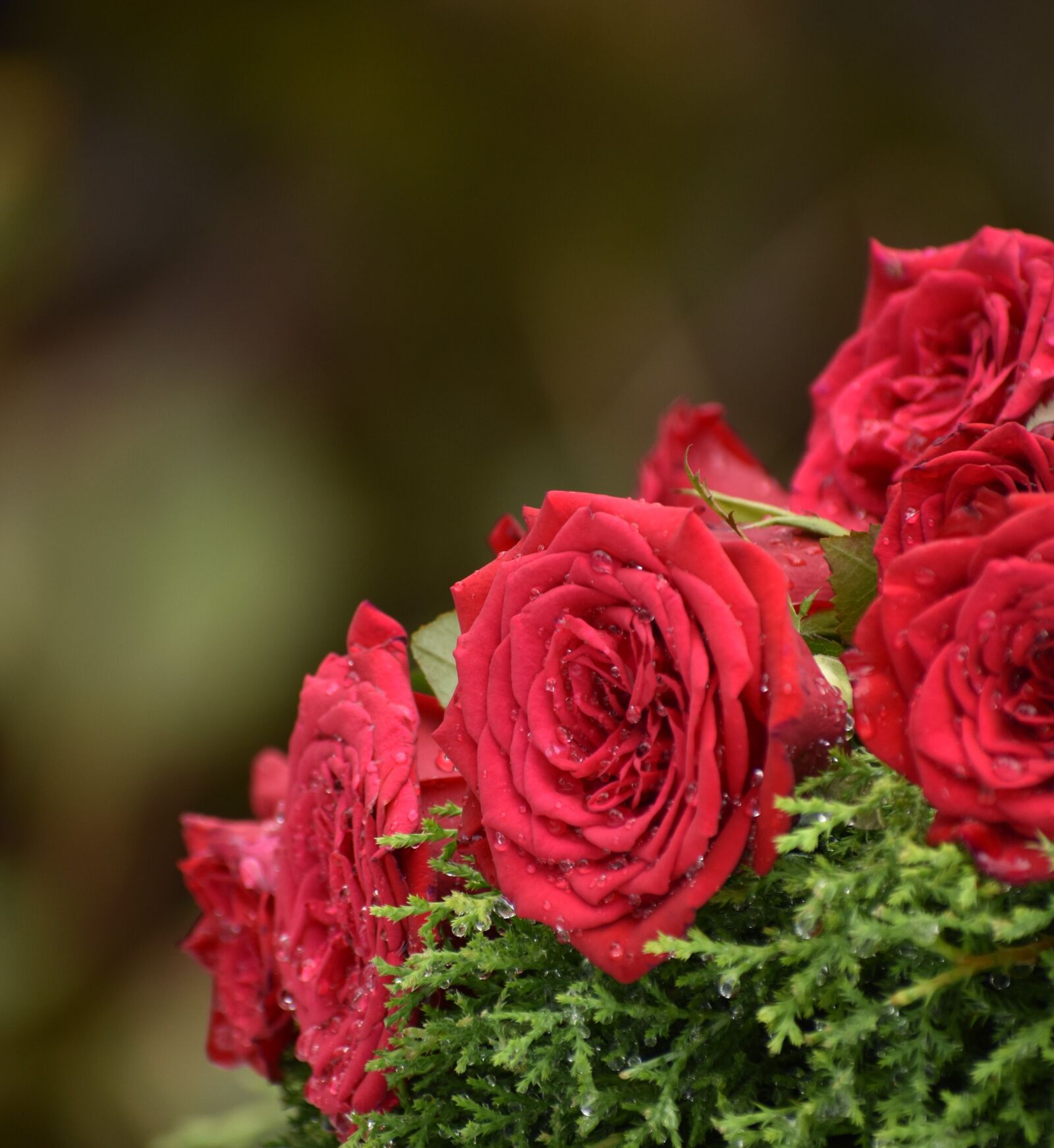 Nikon D3400 sample photo. Rose, decoration, bouquet photography