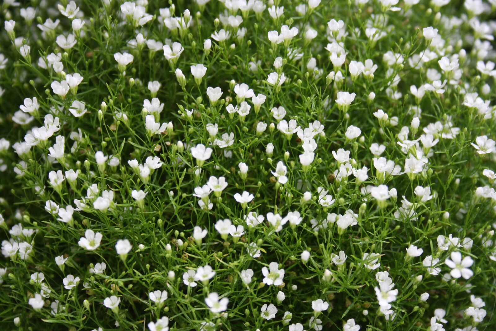 Canon EOS 1000D (EOS Digital Rebel XS / EOS Kiss F) sample photo. Gypsophila, flowers, flower photography