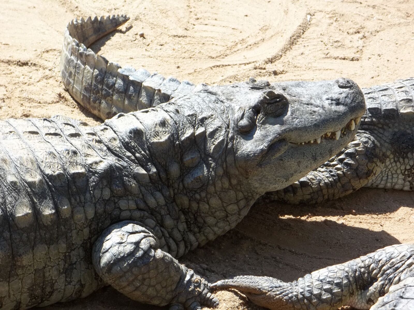 Kodak EASYSHARE C195 DIGITAL CAMERA sample photo. Alligator, reptile, dangerous photography