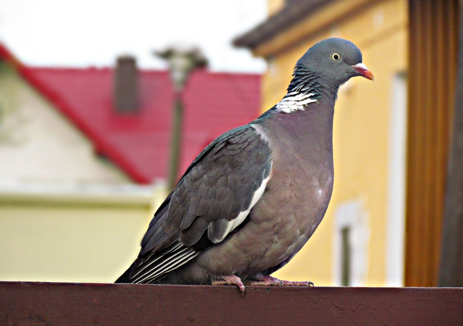 Canon PowerShot SX30 IS sample photo. Dove, birds, nature photography