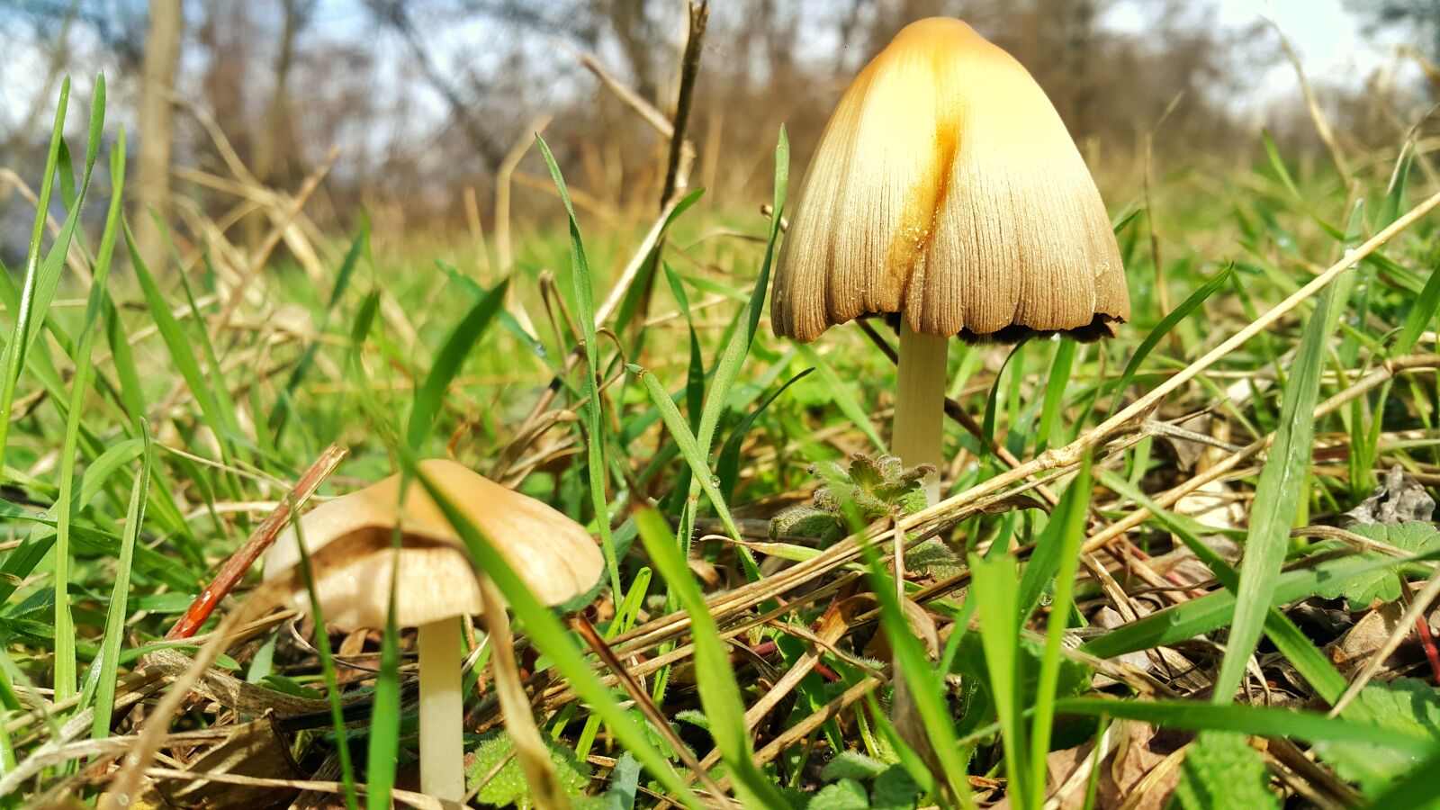 Samsung Galaxy Note4 sample photo. Mushrooms, nature, grass photography