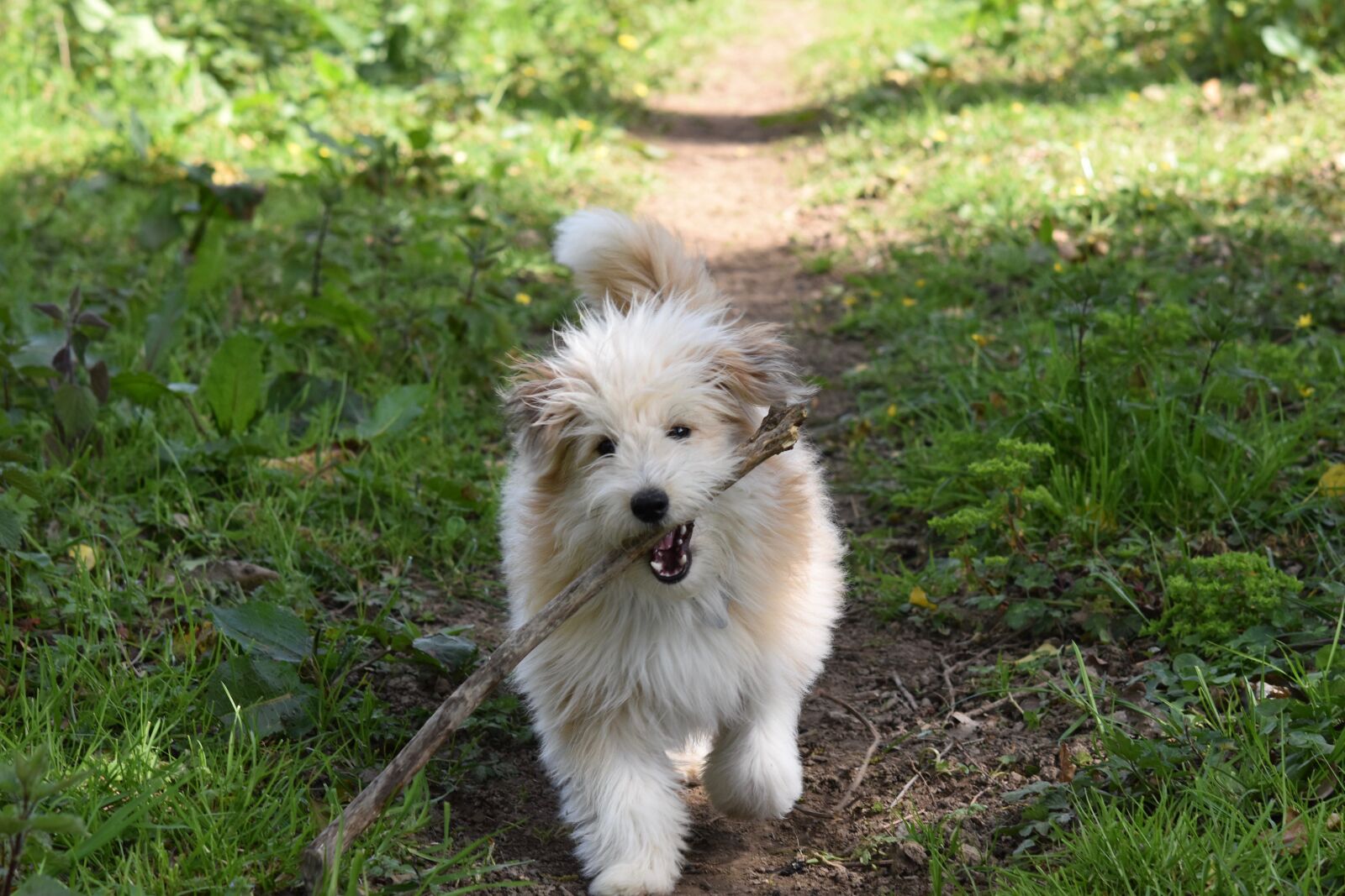 Nikon D5600 sample photo. Dog, dog running with photography