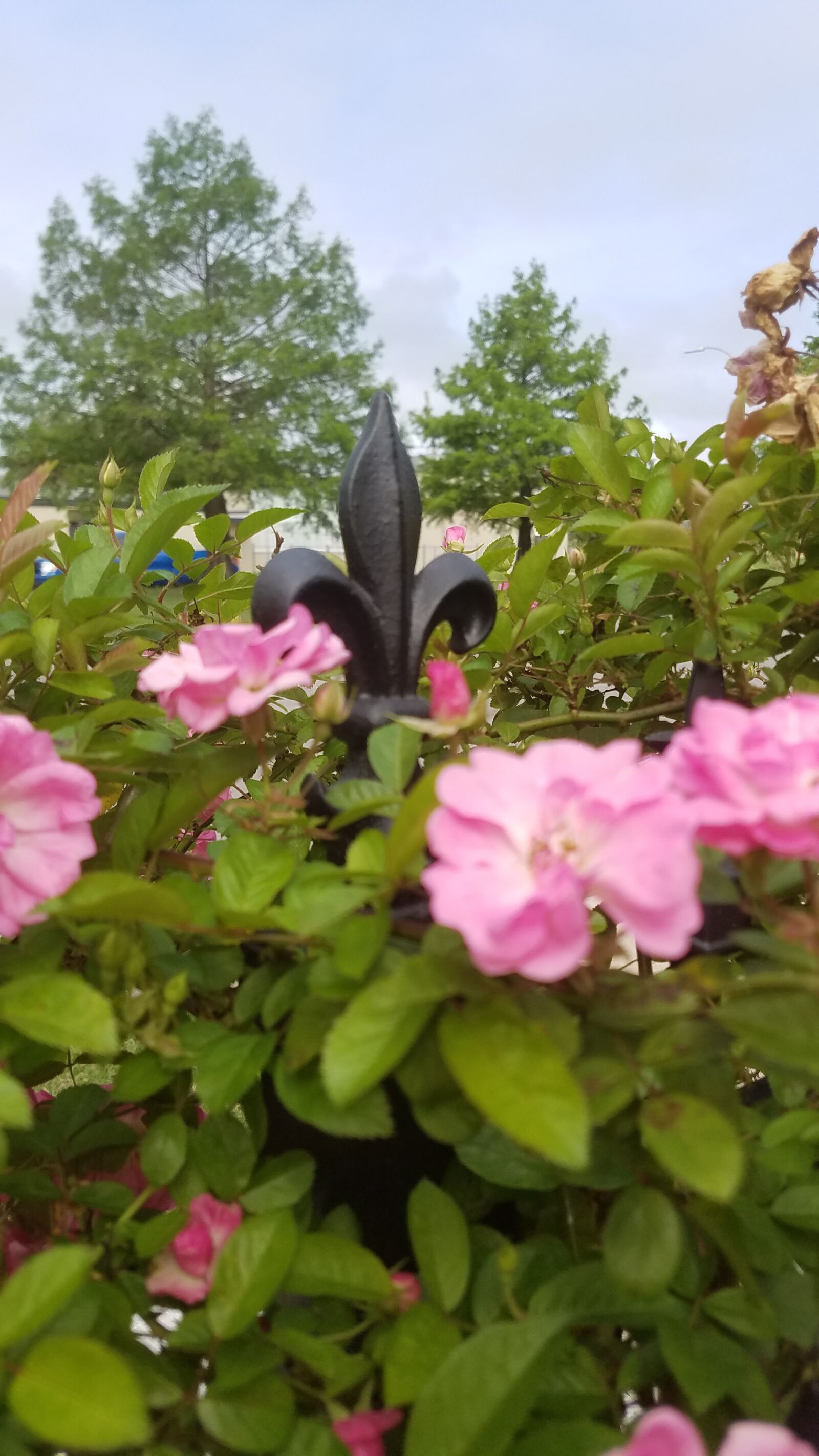 Samsung Galaxy S7 sample photo. Flowers, nature, fleur-de-lis photography