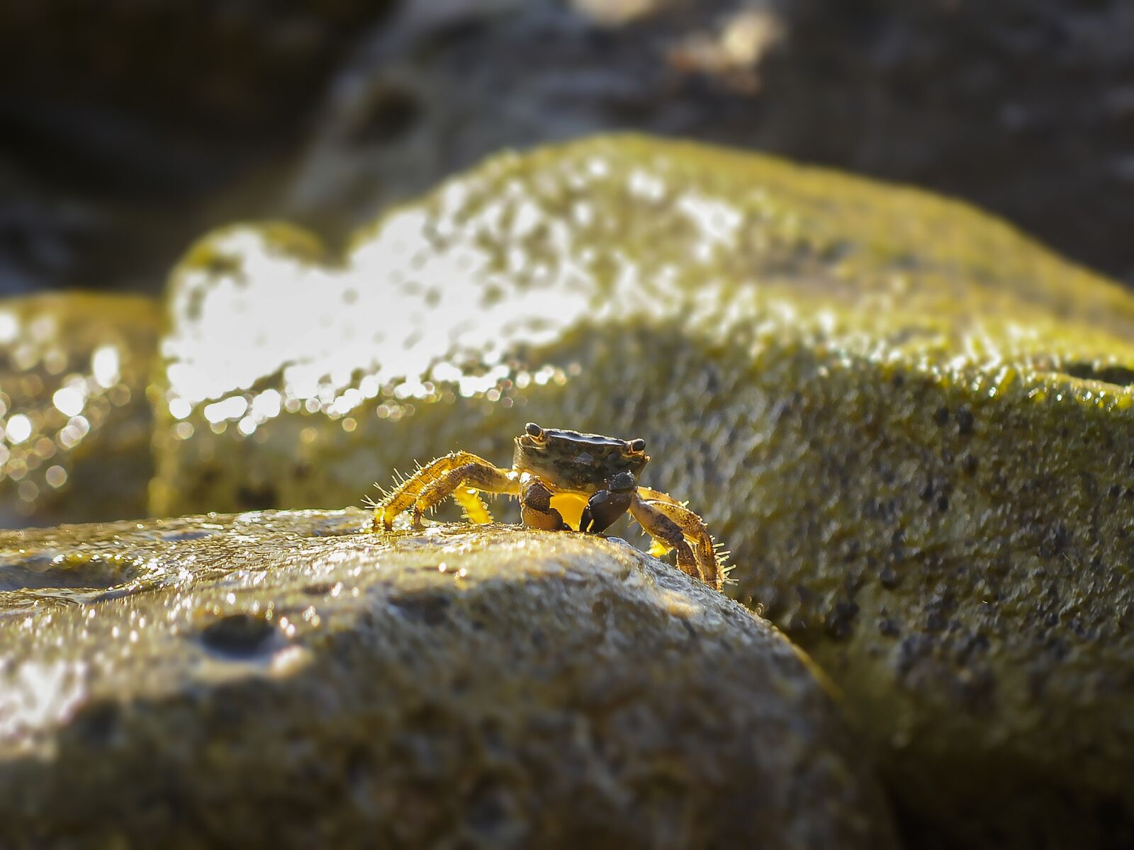 Nikon D90 sample photo. Cancer, sea, animal photography