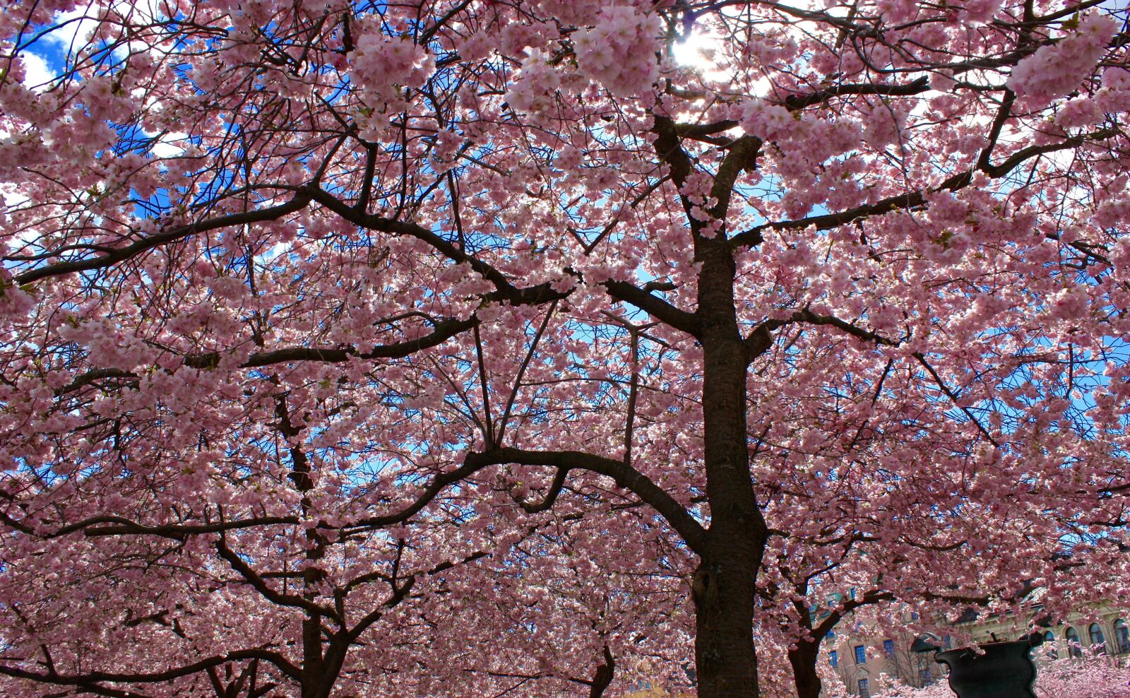 Canon EOS 450D (EOS Rebel XSi / EOS Kiss X2) sample photo. Cherry trees, cherry, cherry photography