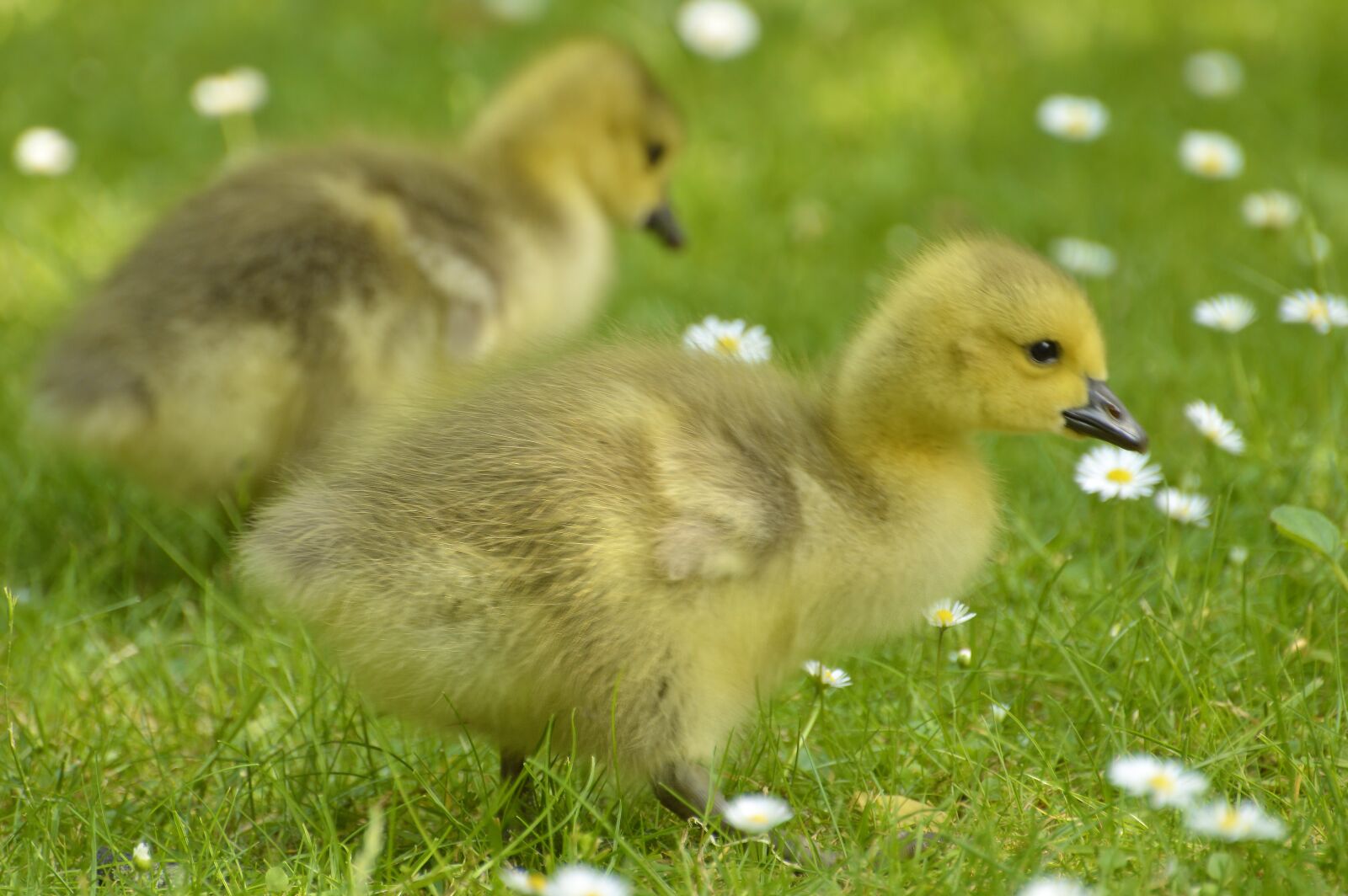 Nikon D3200 sample photo. Canada geese, birds, nature photography