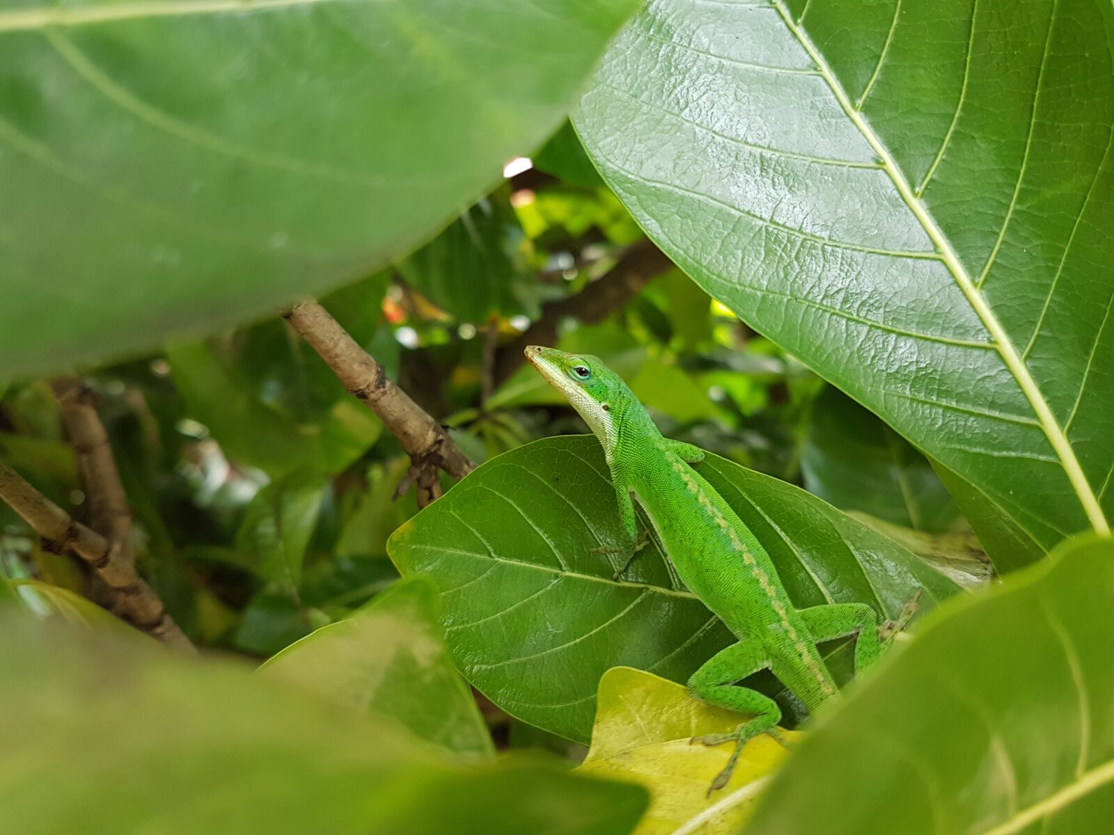 Samsung Galaxy S7 Edge sample photo. Leaf, flora, nature photography