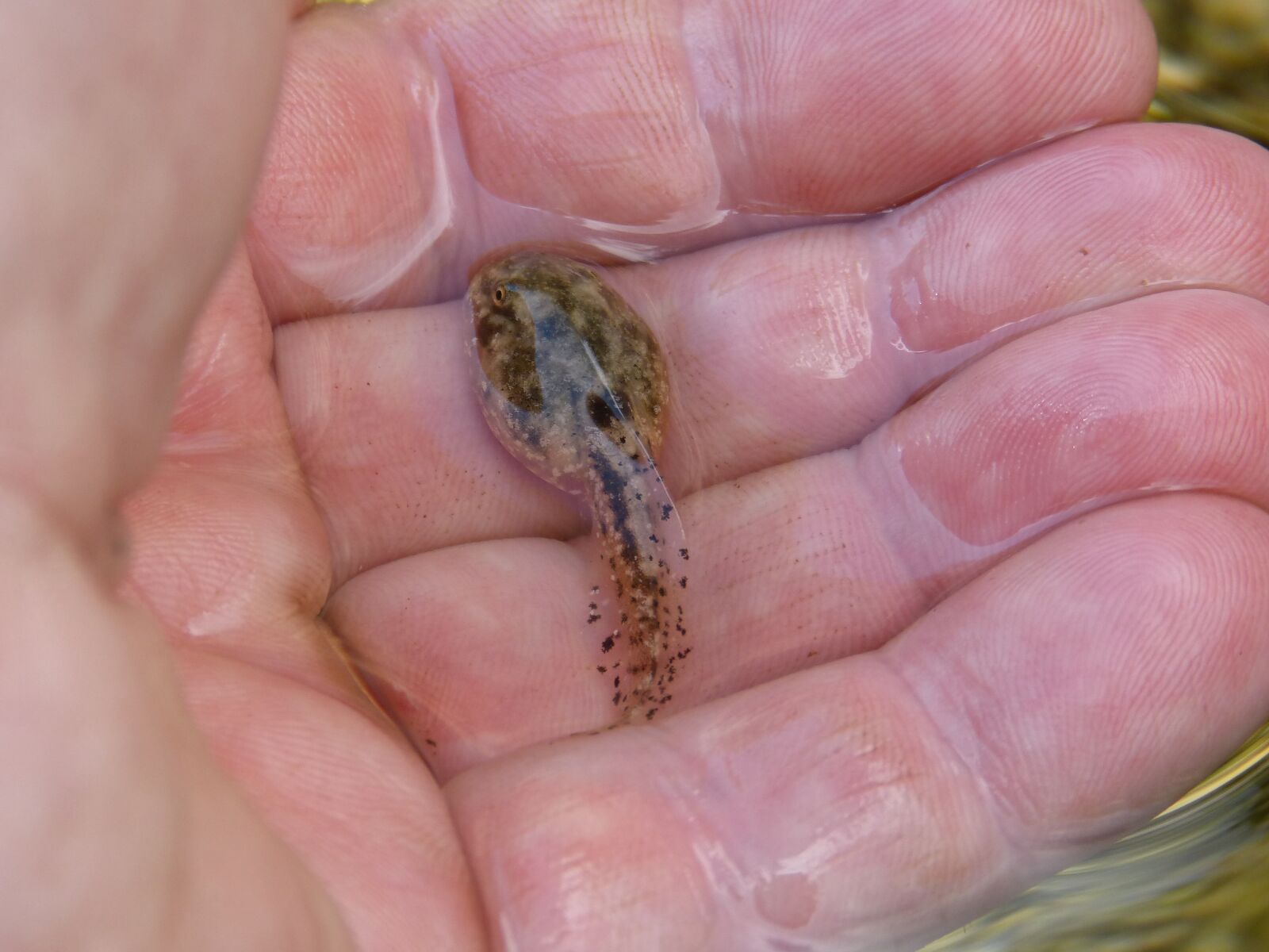 Panasonic DMC-FZ62 sample photo. Tadpole, hand, detail photography