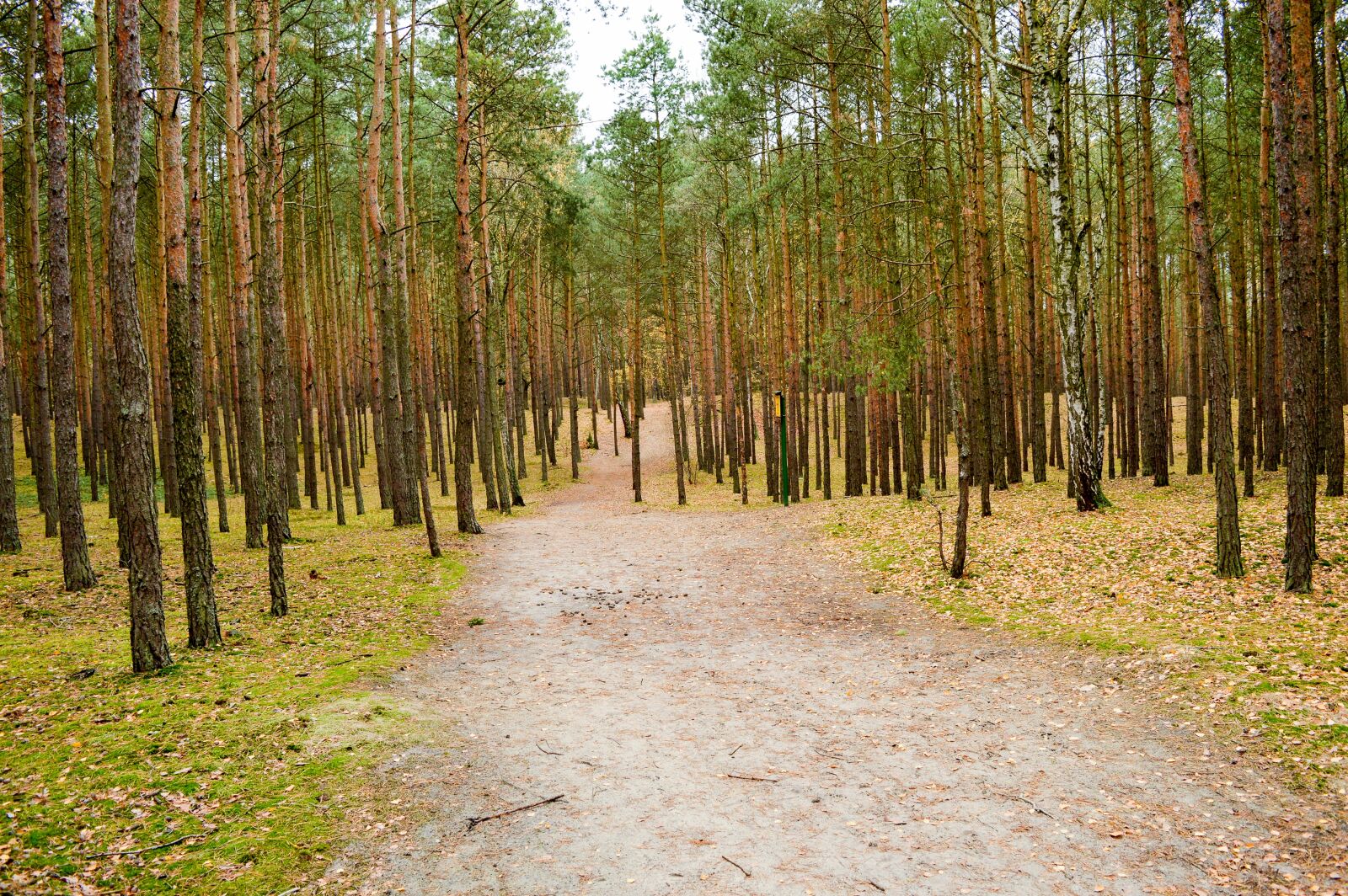 Nikon D3200 sample photo. Forest, tree, the path photography