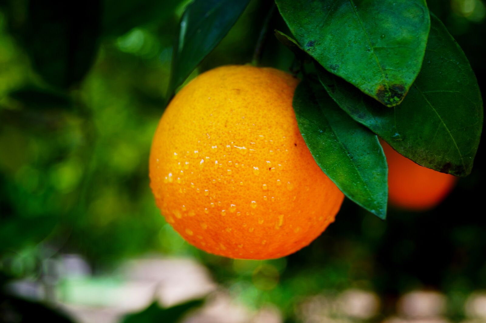 Sony DT 18-55mm F3.5-5.6 SAM II sample photo. Orange, fruit, food photography