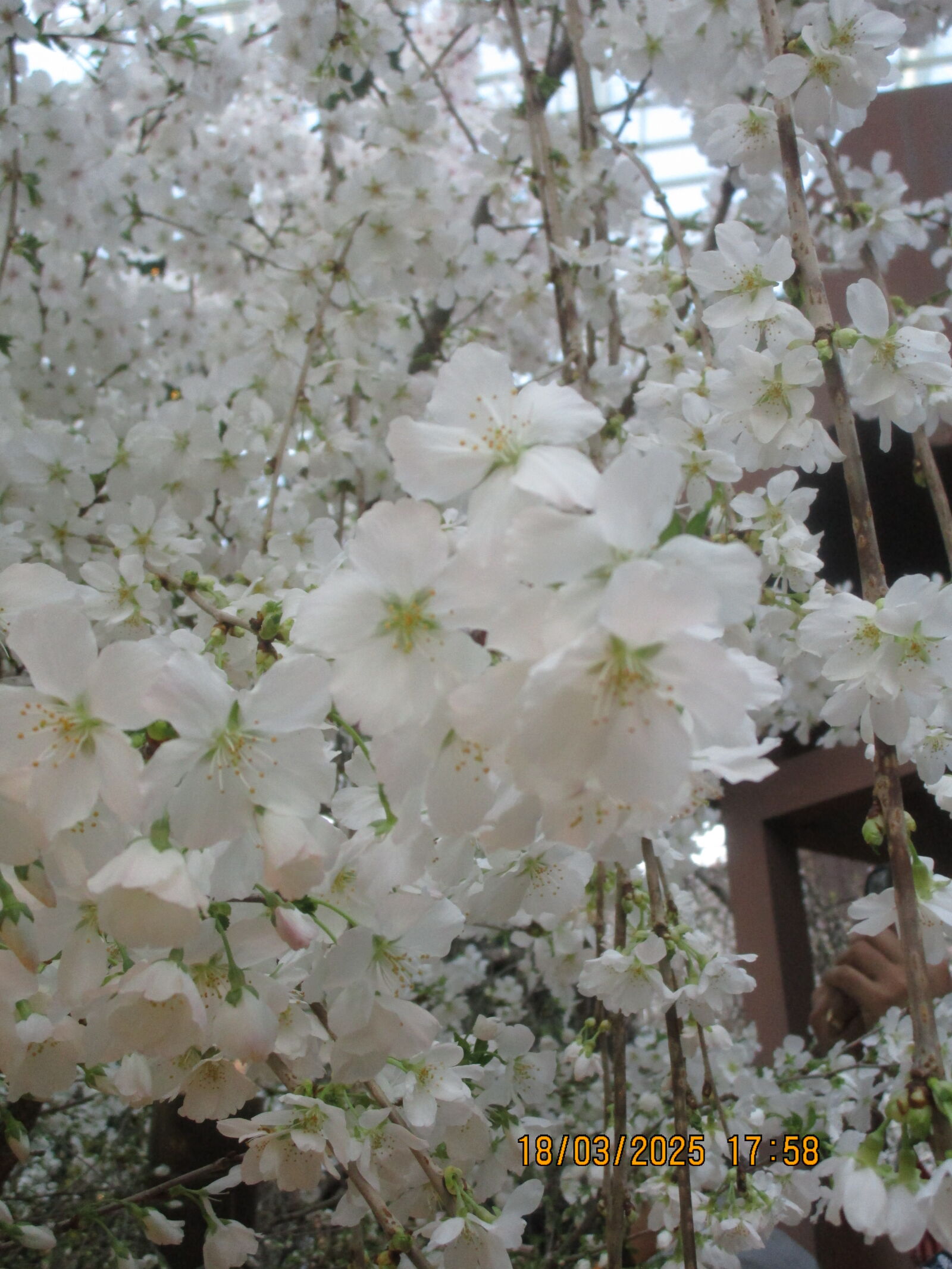 Canon PowerShot ELPH 150 IS (IXUS 155 / IXY 140) sample photo