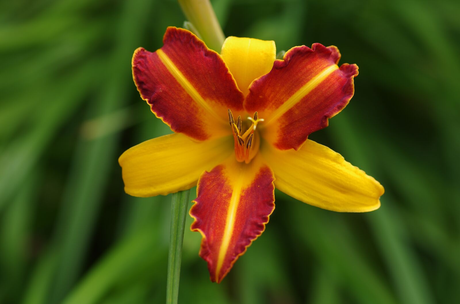 Pentax K-5 sample photo. Nature, flower, blossom photography