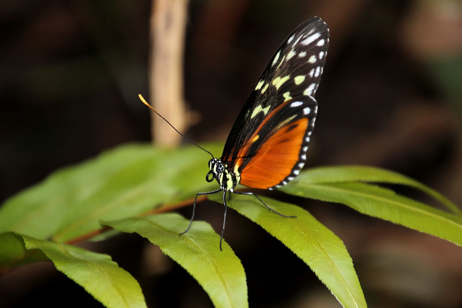 Canon EOS 600D (Rebel EOS T3i / EOS Kiss X5) sample photo. Butterfly, bug, wings photography