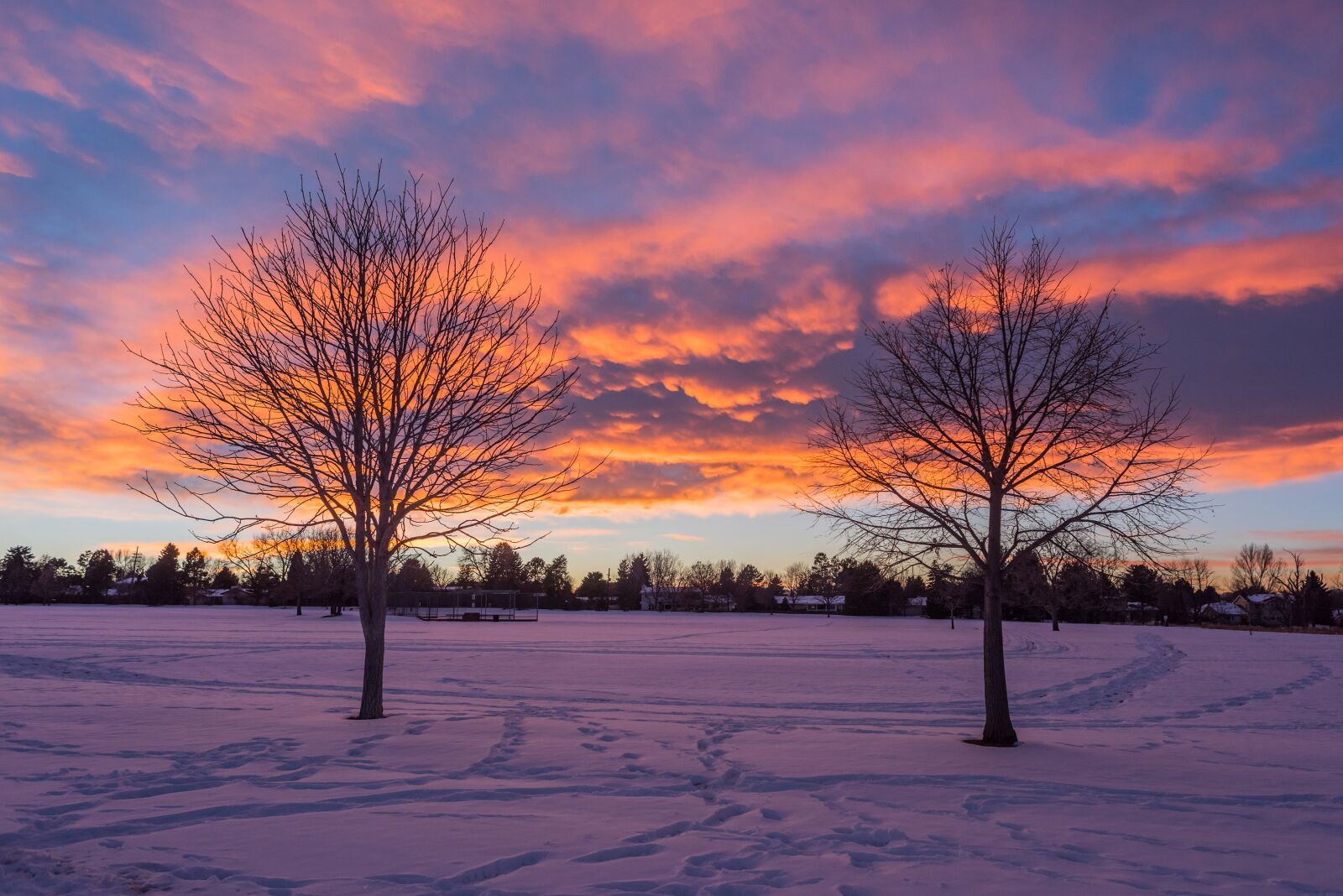 Nikon D810 sample photo. Tree, nature, dawn photography