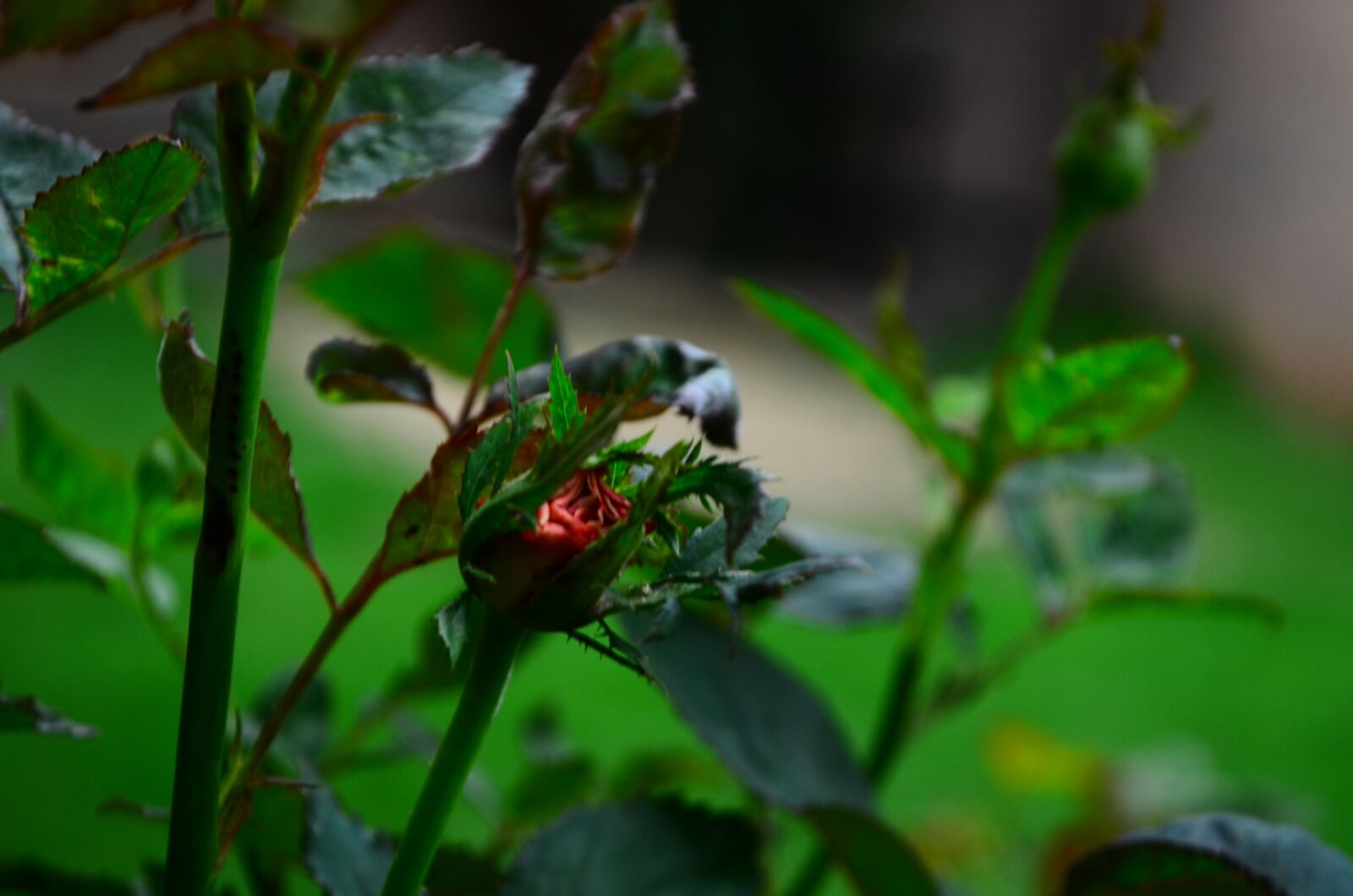 Nikon D5100 sample photo. People, nature, landscape photography