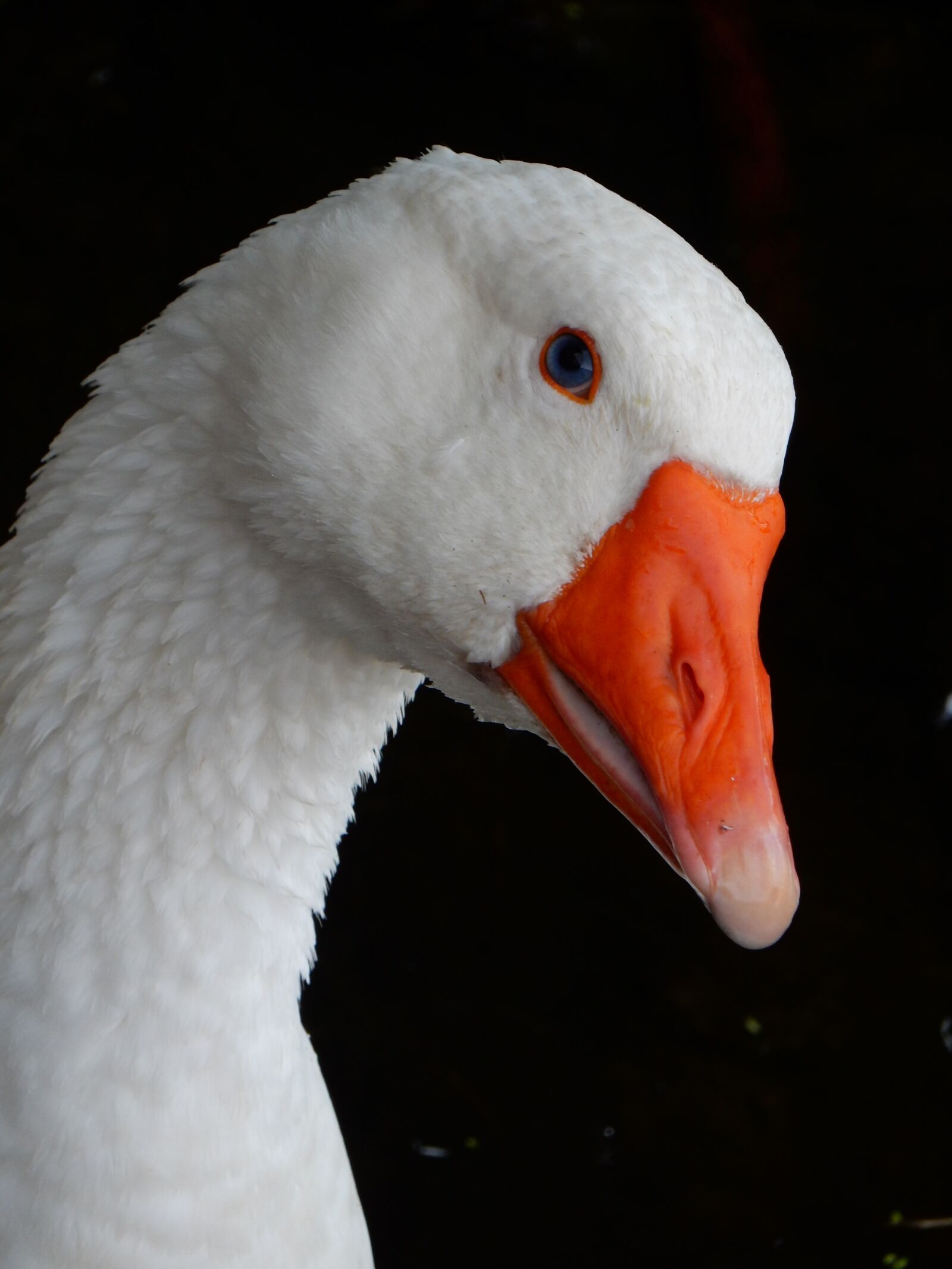 Nikon Coolpix S9900 sample photo. Goose, animal, bird photography