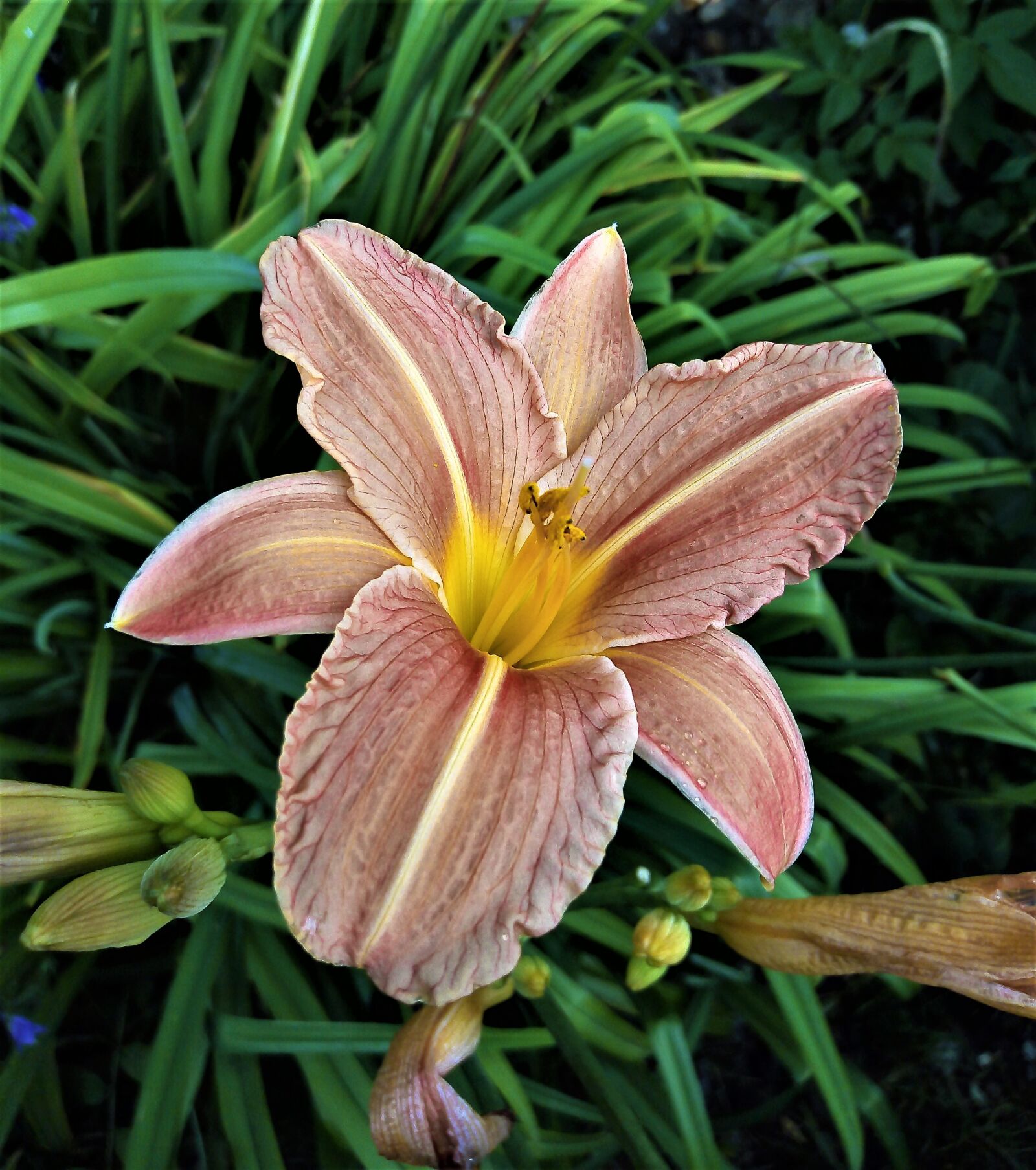 HUAWEI DUA-L22 sample photo. Nature, plant, day-lily photography