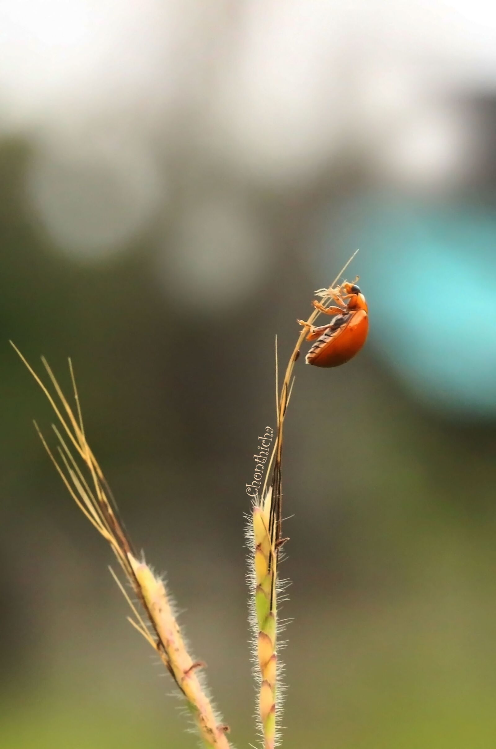 Canon EF 100mm F2.8L Macro IS USM sample photo. Ladybug, macro, nature photography