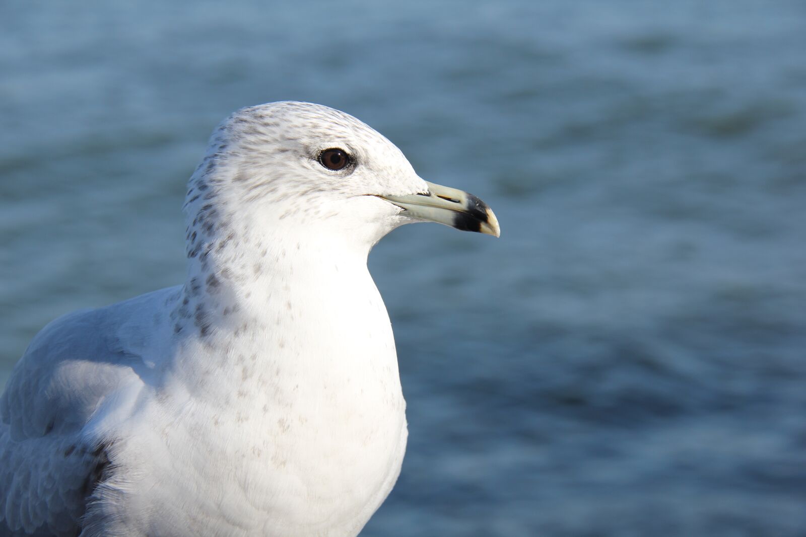 Canon EOS 550D (EOS Rebel T2i / EOS Kiss X4) sample photo. Seagull, nature, animals photography