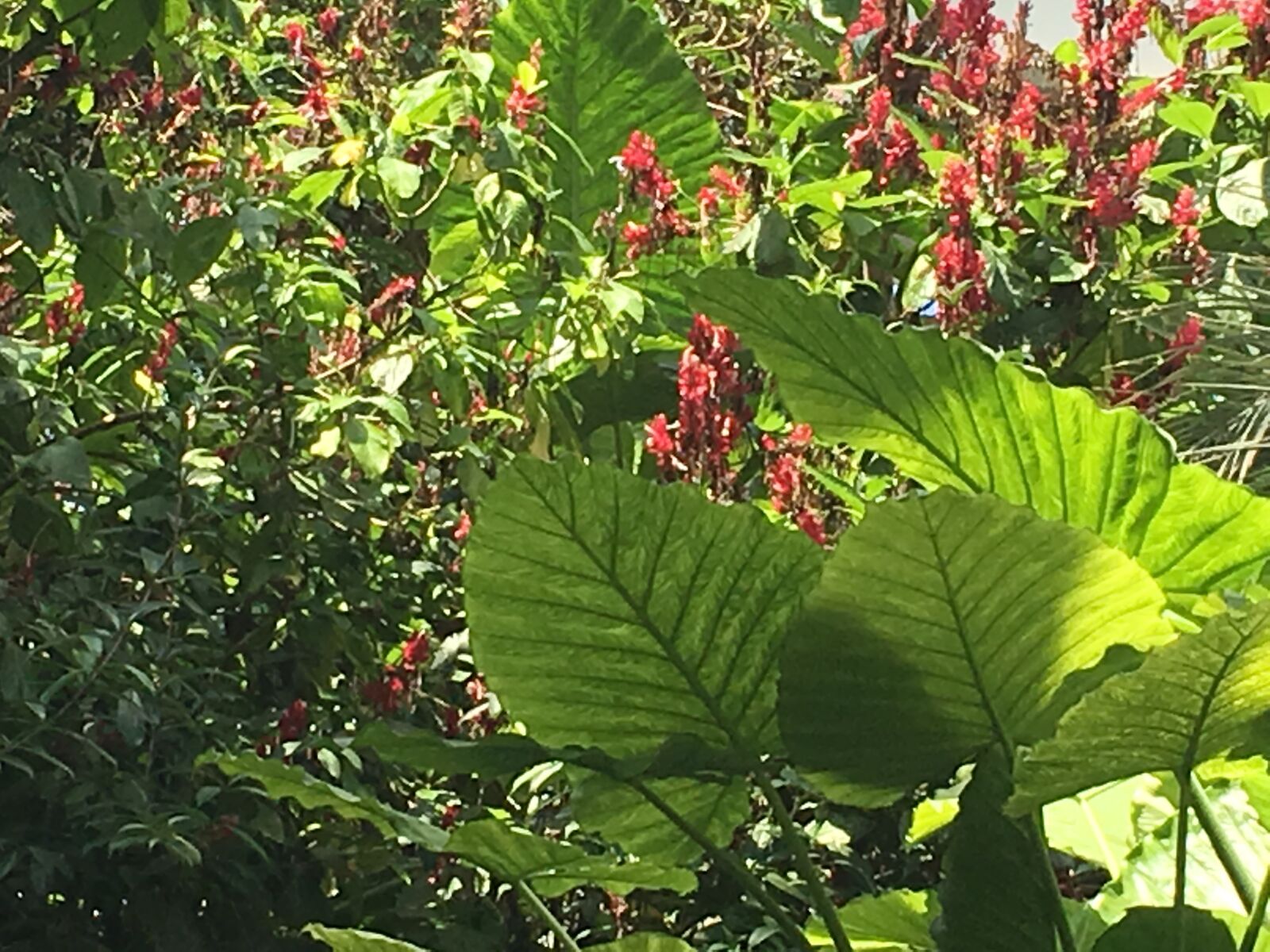 Apple iPhone 6s sample photo. Blooming, garden, flowers photography