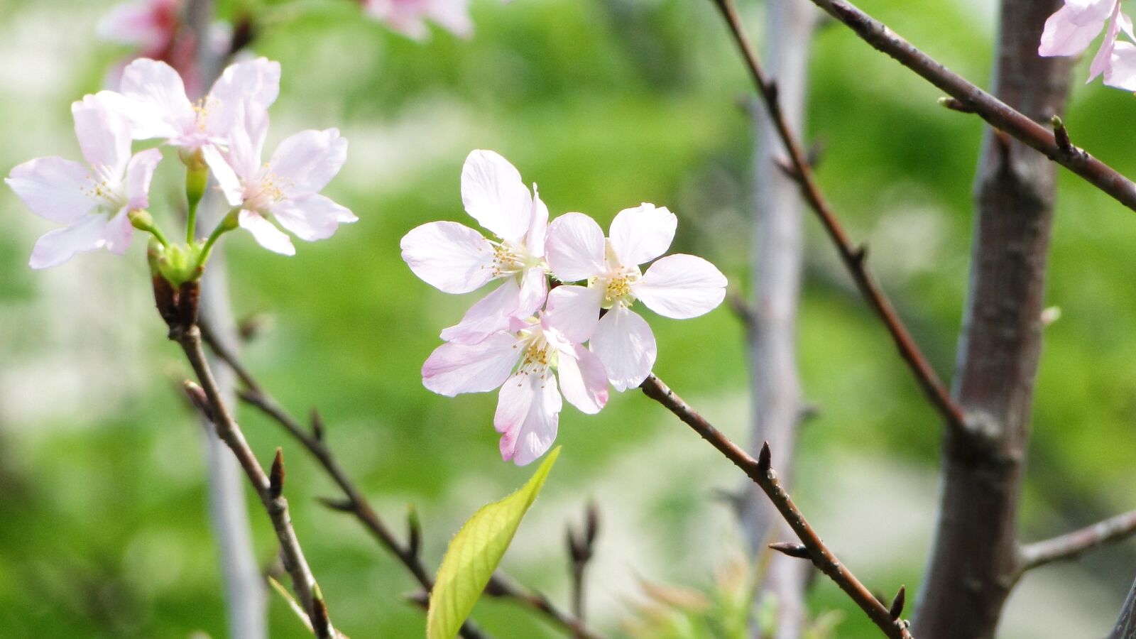 Sony Cyber-shot DSC-HX1 sample photo. Flowering, cherry blossoms, spring photography