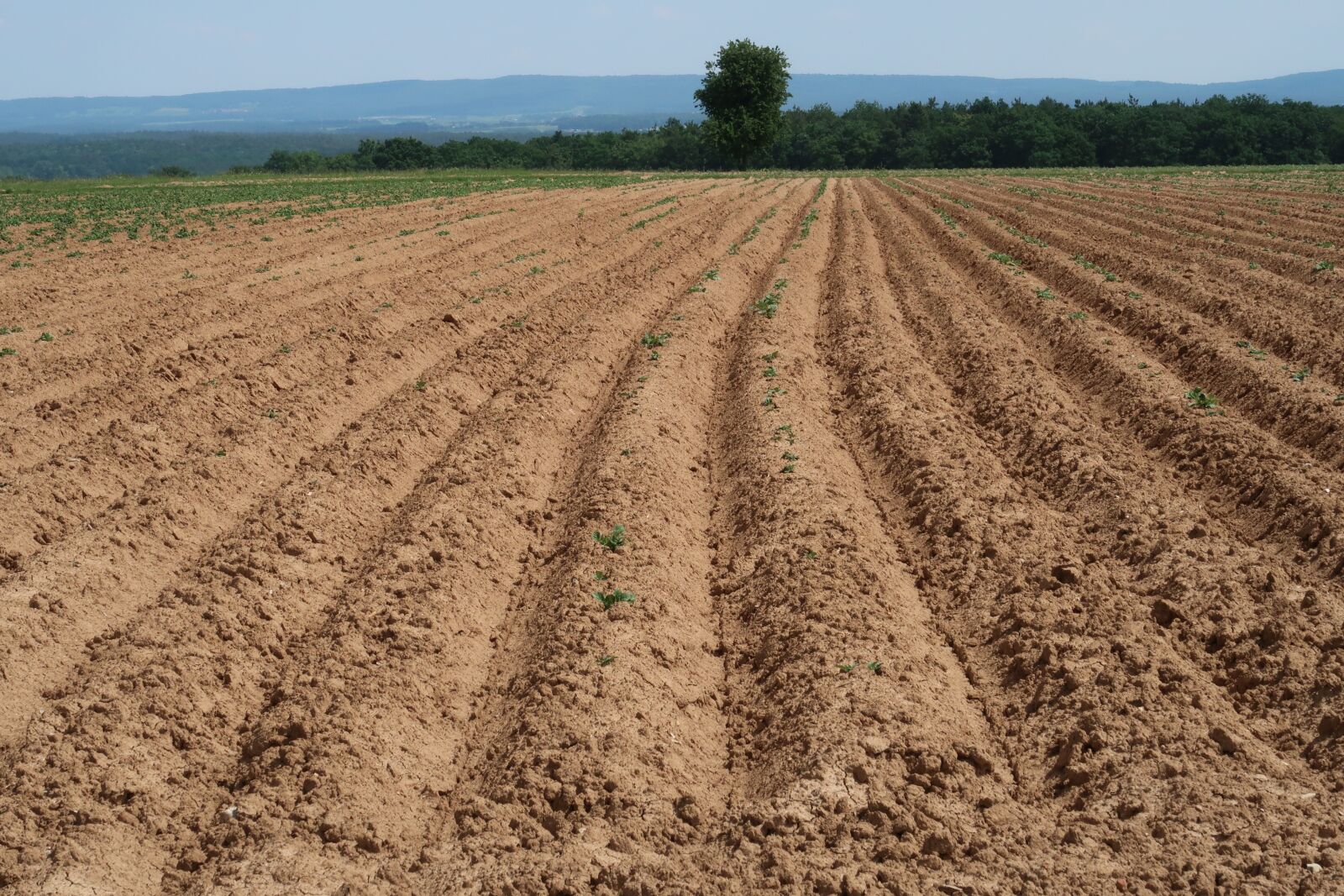 Canon PowerShot G7 X Mark II sample photo. Arable, agriculture, field photography