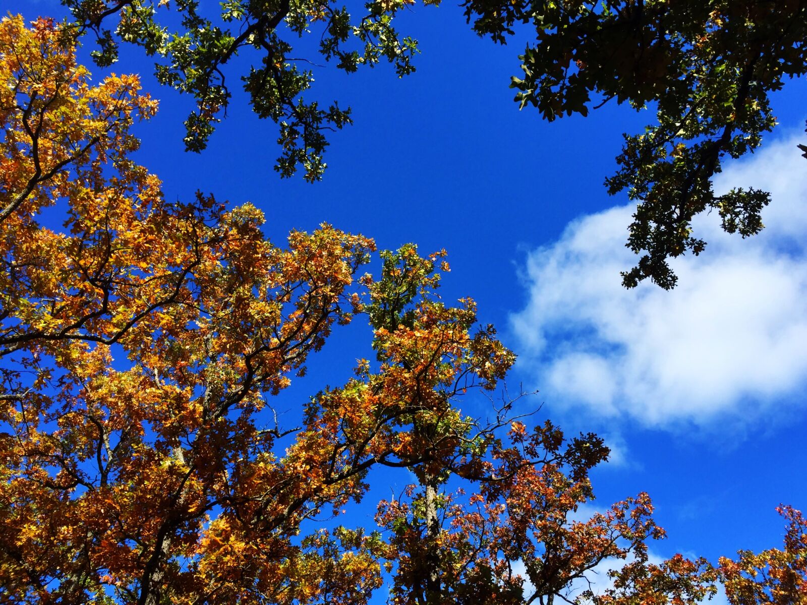 Apple iPhone 6 sample photo. Autumn, blue, clouds, sky photography