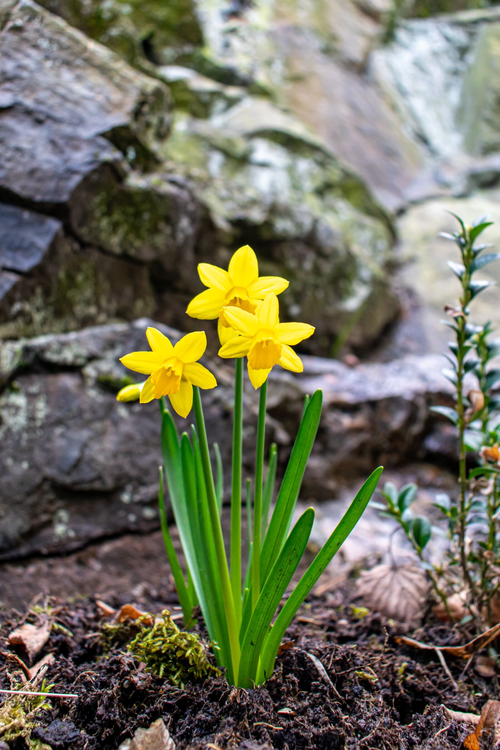 Nikon D5300 sample photo. Daffodils, signs of spring photography