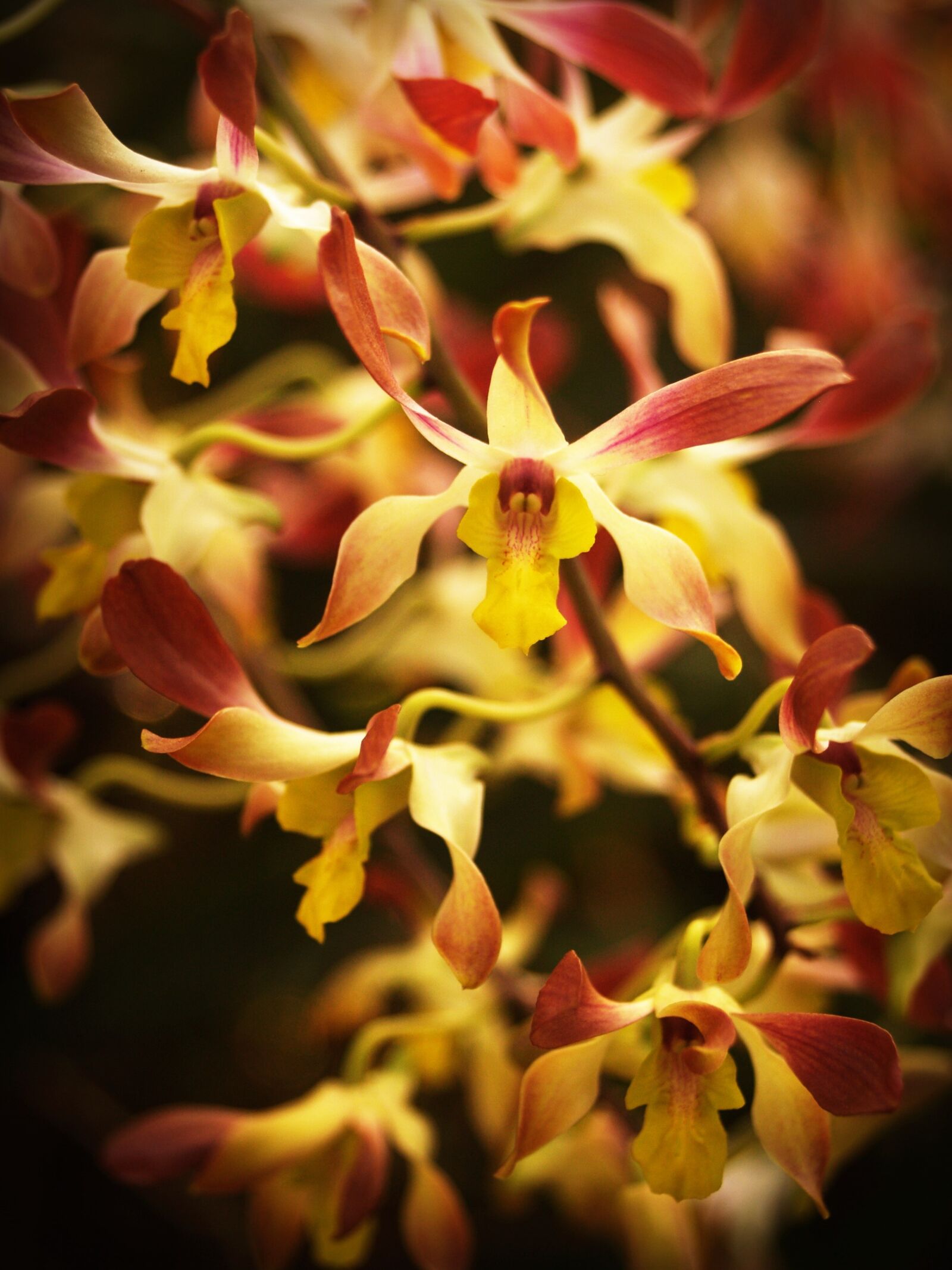 Olympus E-300 (EVOLT E-300) sample photo. Flower, orchid, tropical photography