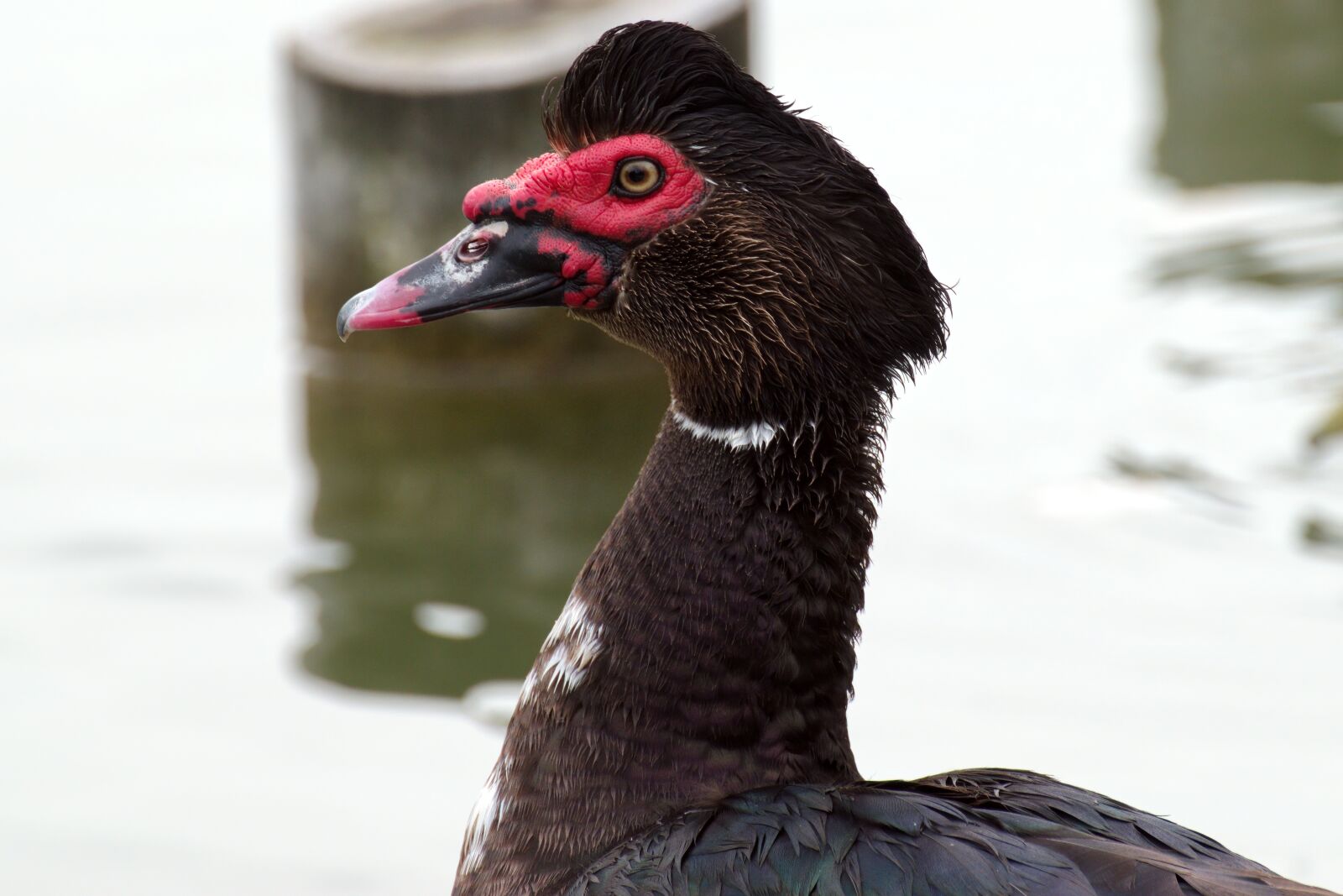Nikon D5300 sample photo. Head, duck, bird photography