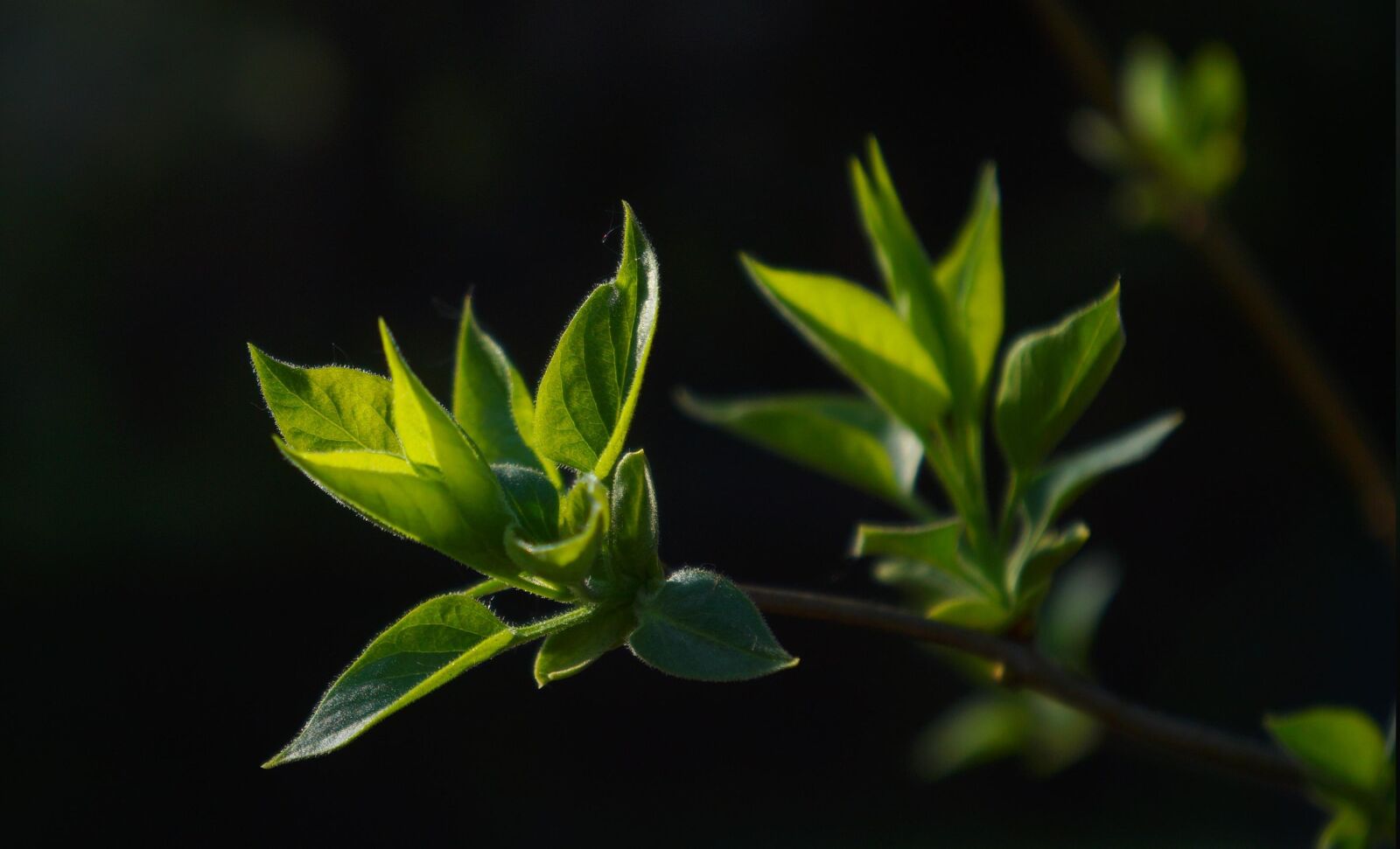 Sony Alpha a3000 + Sony E 18-55mm F3.5-5.6 OSS sample photo. Nature, plant, sprig photography