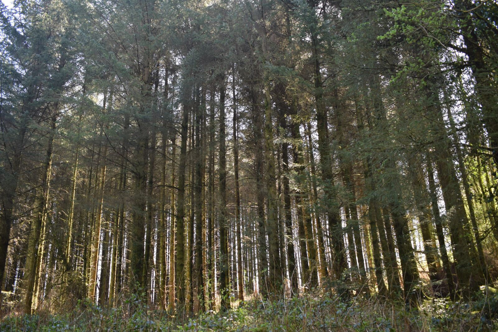 Nikon D3300 sample photo. Forest, trees, woods photography