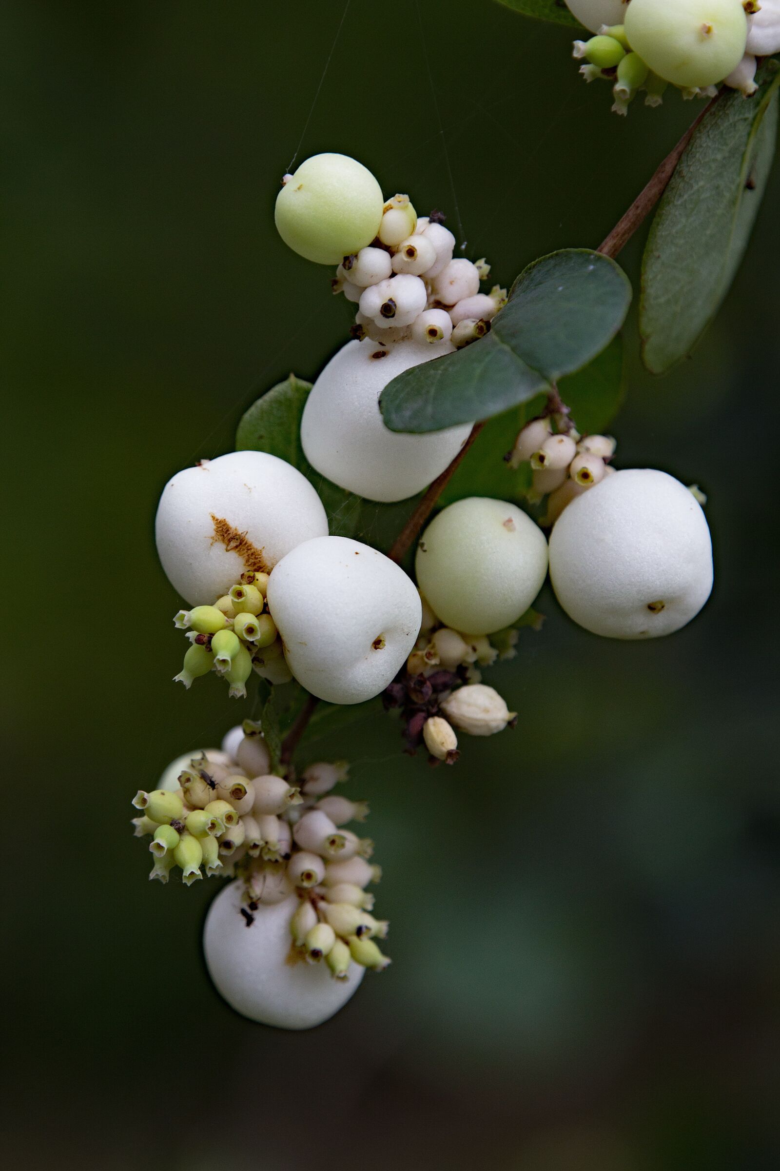 Tamron 28-300mm F3.5-6.3 Di VC PZD sample photo. Autumn, berries, branch photography