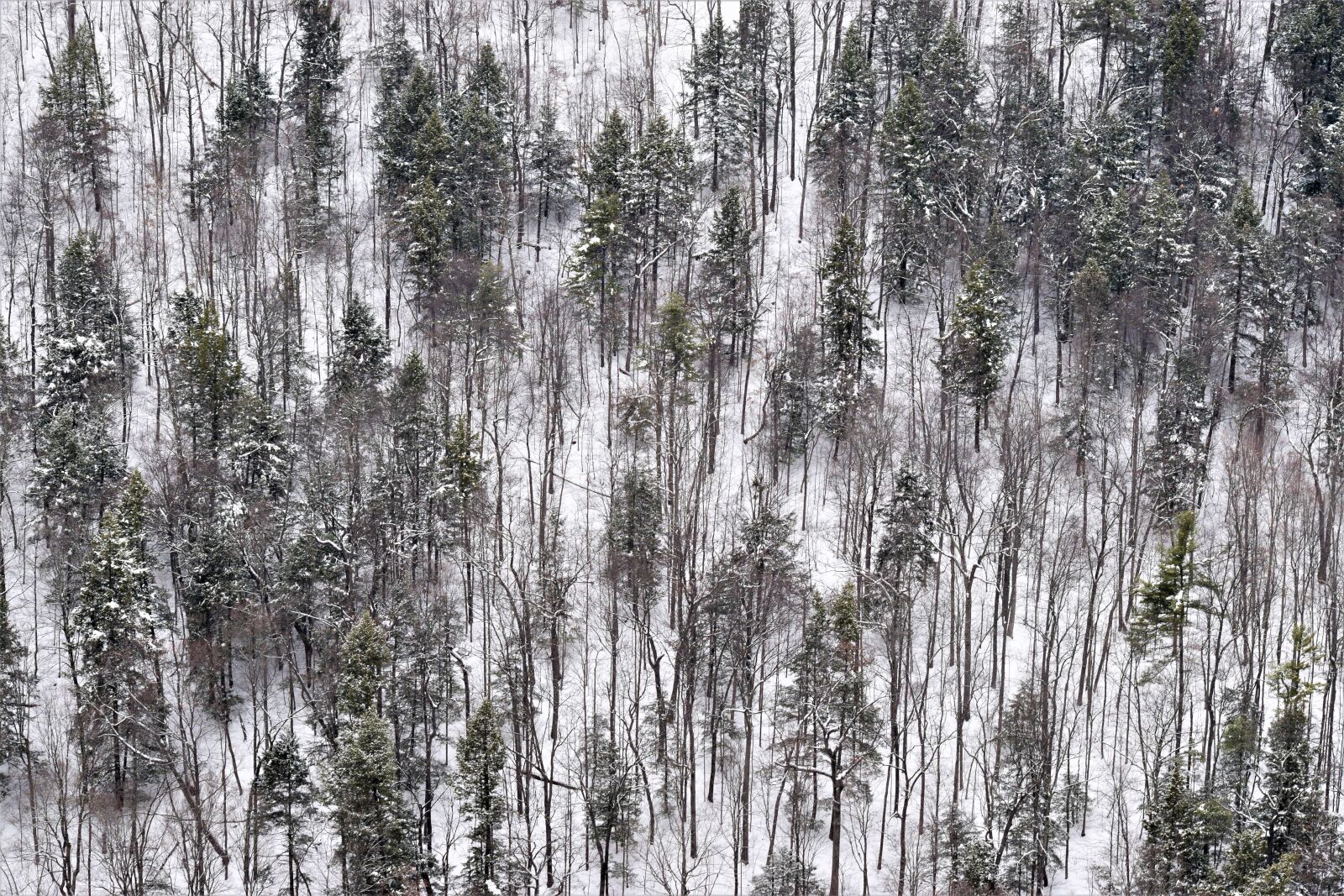 Sigma 70-300mm F4-5.6 APO DG Macro sample photo. Camp, frozen, new, york photography