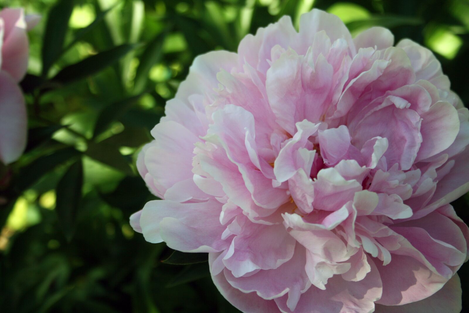 Canon EOS 400D (EOS Digital Rebel XTi / EOS Kiss Digital X) sample photo. Peony, flower, pink photography