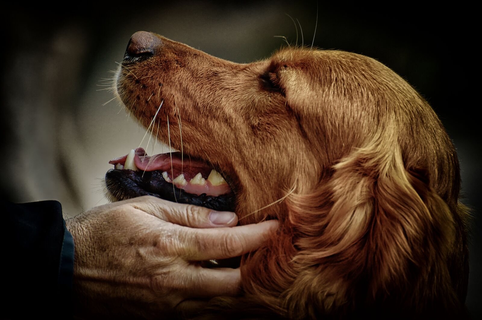Nikon D3200 sample photo. Irish setter, love for photography