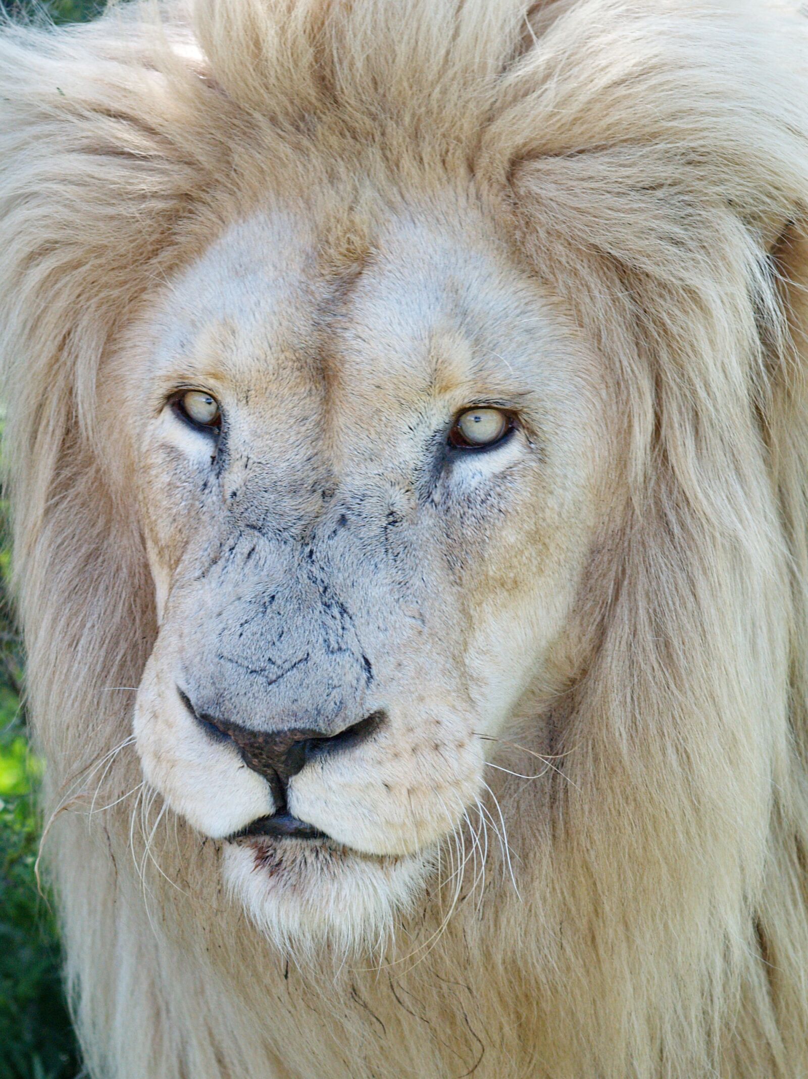 Olympus E-500 (EVOLT E-500) sample photo. White lion, white, lion photography