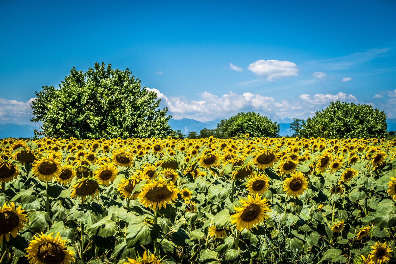 Canon PowerShot G7 X Mark II sample photo. Sunflower, field, trees photography