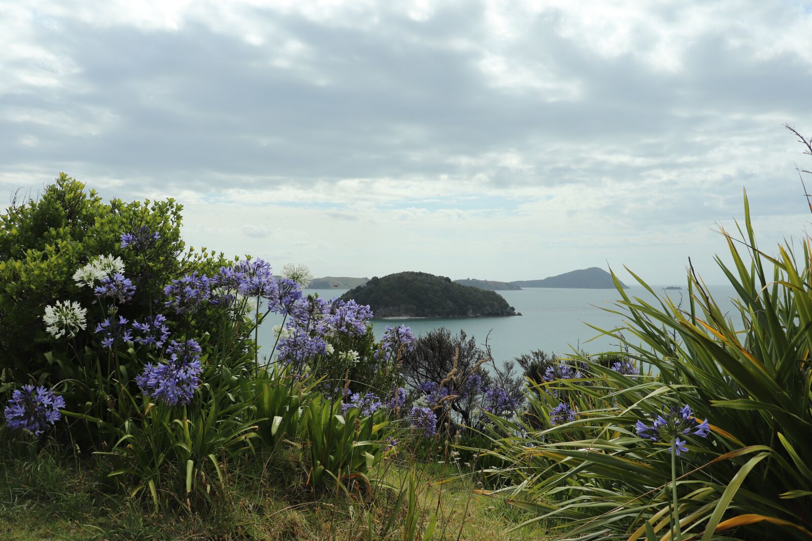 Canon EOS 200D (EOS Rebel SL2 / EOS Kiss X9) sample photo. Neuseeland, flowers, new zealand photography