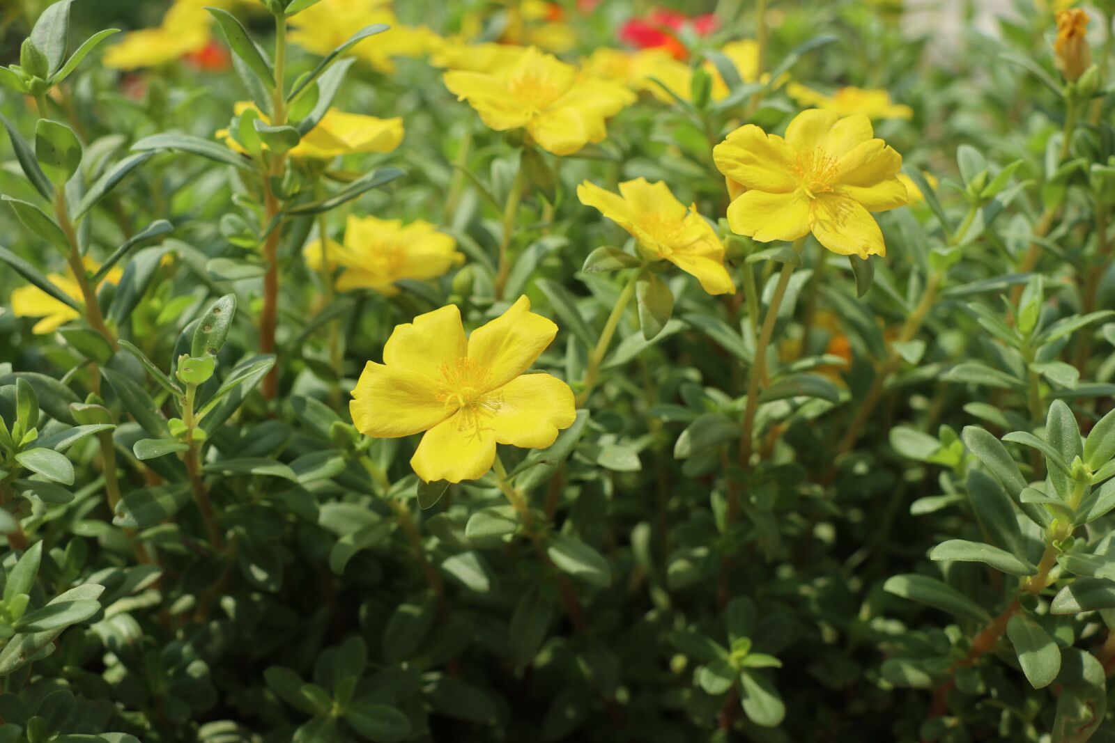 Canon EF-M 18-150mm F3.5-6.3 IS STM sample photo. Flowers, green, nature photography