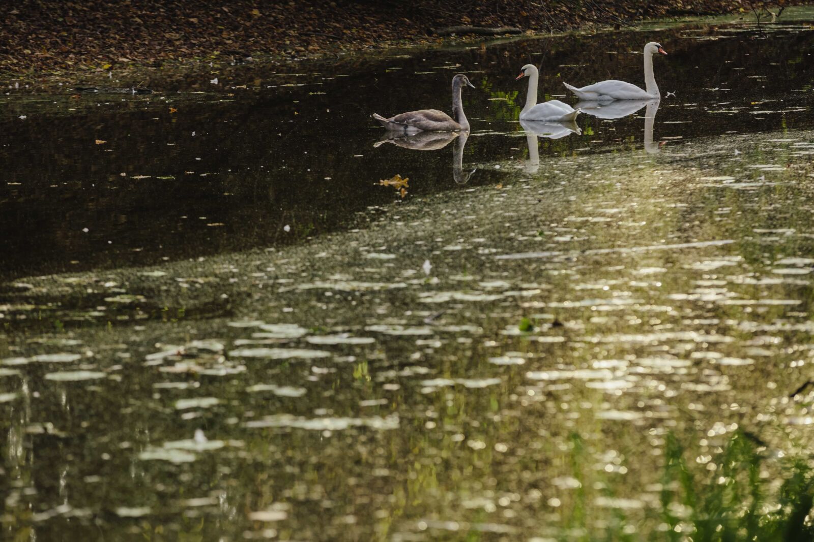 Canon EOS 5D Mark III sample photo. Bird family, swamp, swan photography