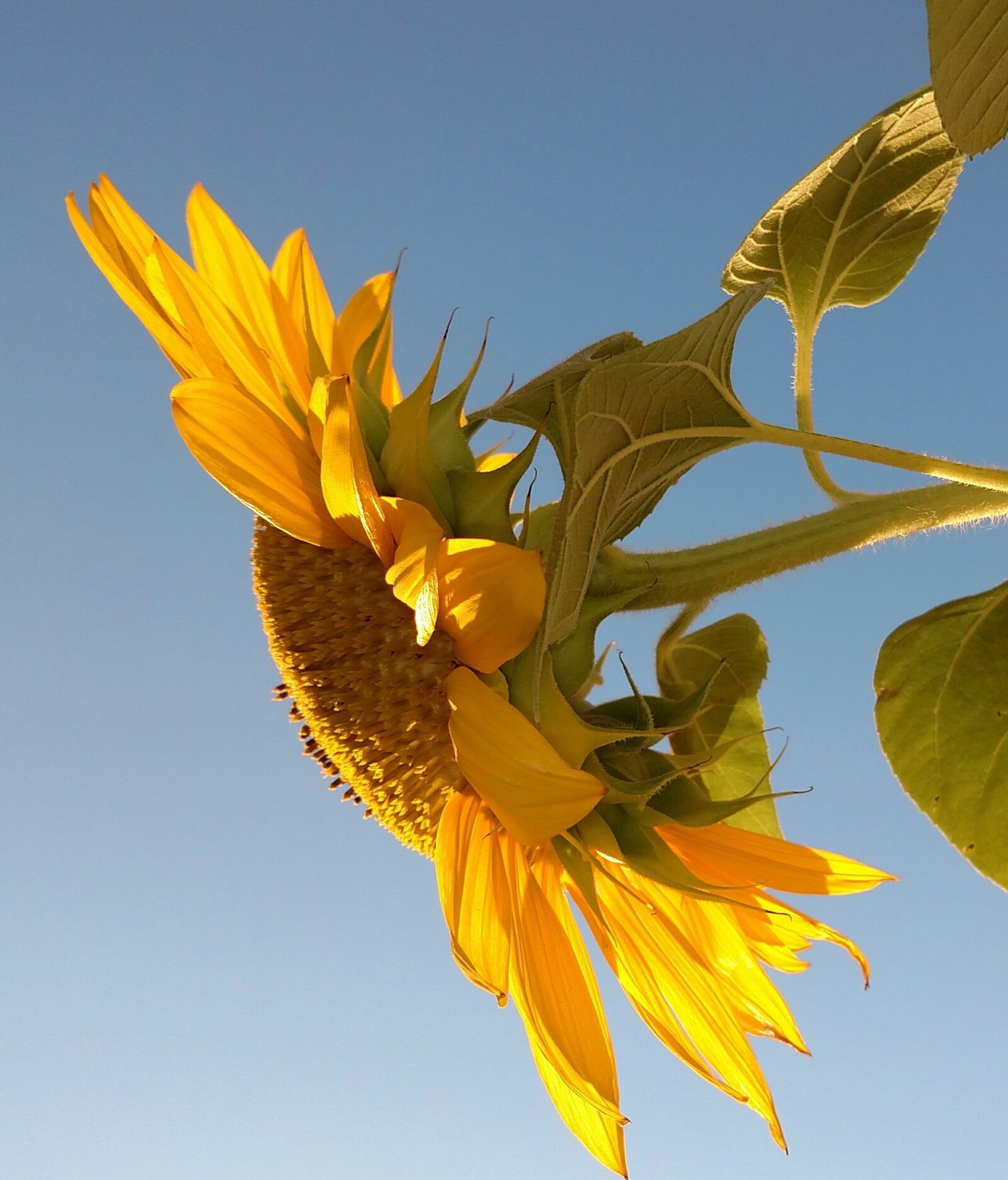 Motorola Droid Turbo sample photo. Sun flower, flower, yellow photography
