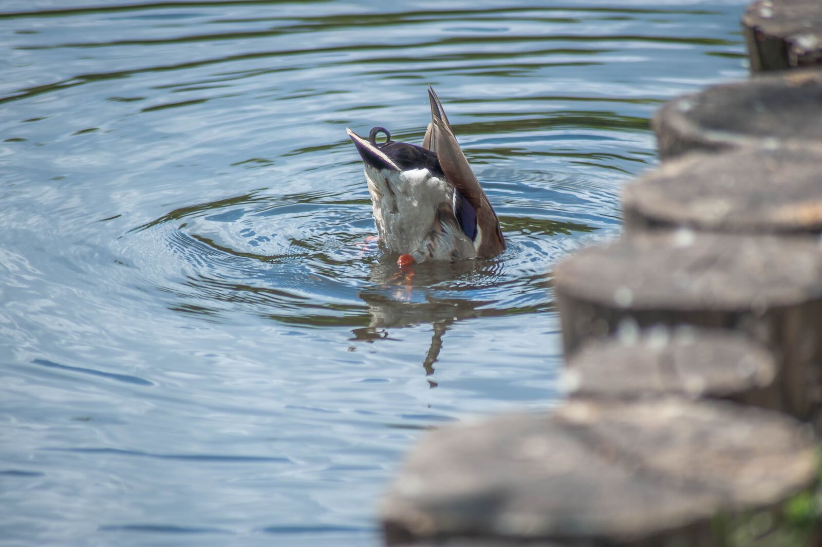 Nikon D700 sample photo. Water bird, drake, diving photography