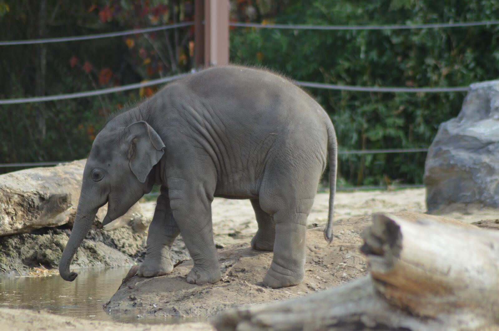 Nikon D3200 sample photo. Animal, baby elephant, baby photography