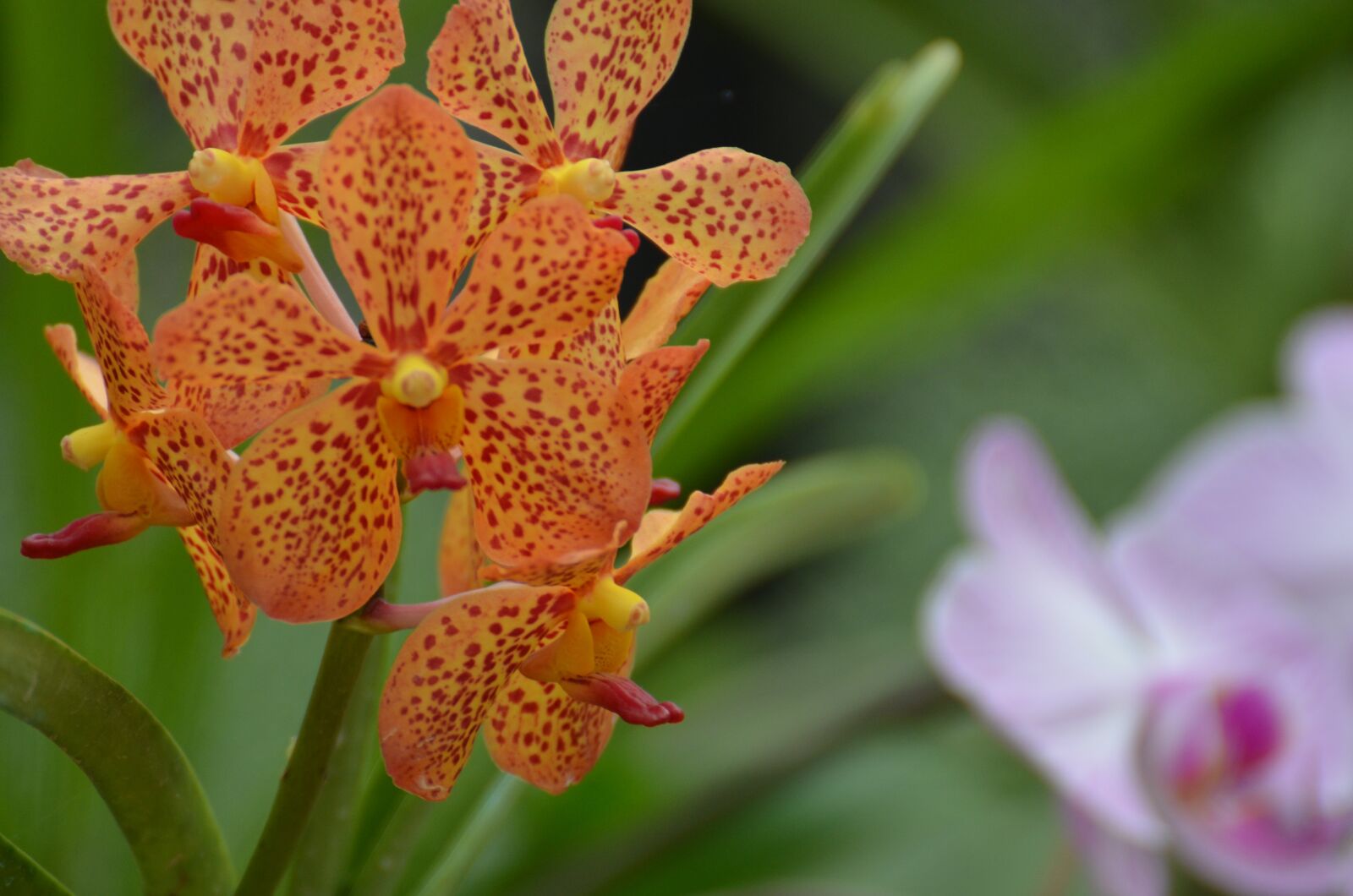 Nikon D7000 sample photo. Flower, orchid, plant photography