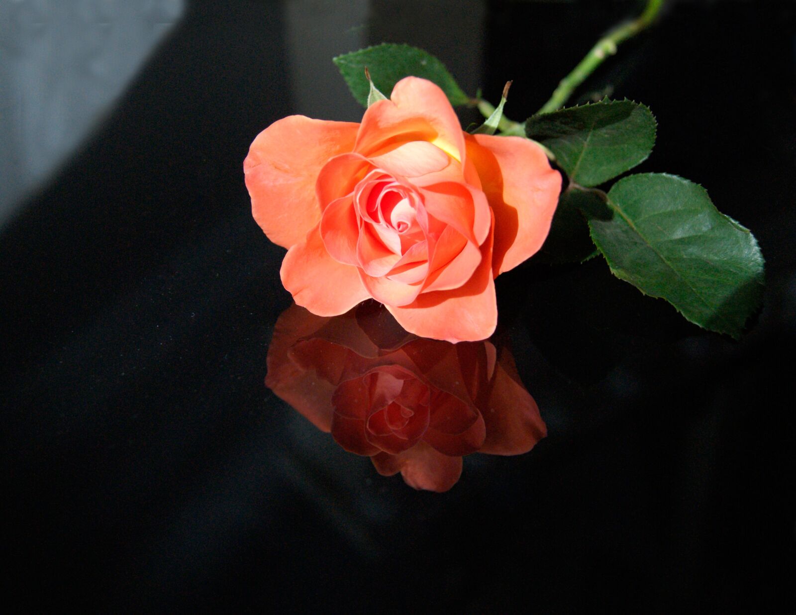 Sony Alpha DSLR-A380 sample photo. Flower, rose, petal photography