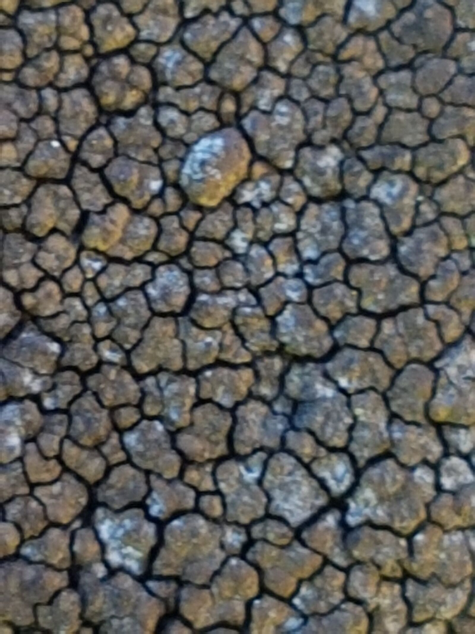 Samsung Galaxy S7 sample photo. Lichen, pattern, natural photography