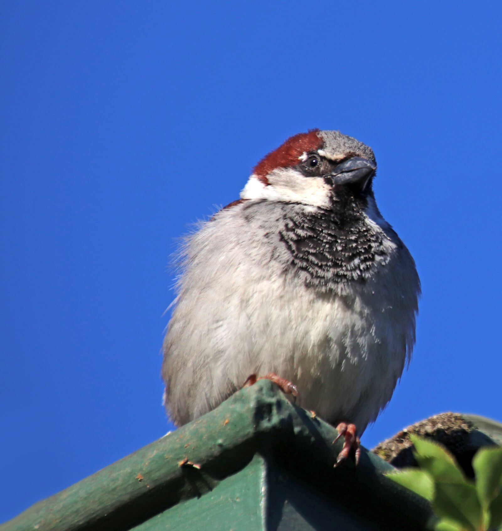Canon EOS 800D (EOS Rebel T7i / EOS Kiss X9i) sample photo. Bird, sparrow, perched photography